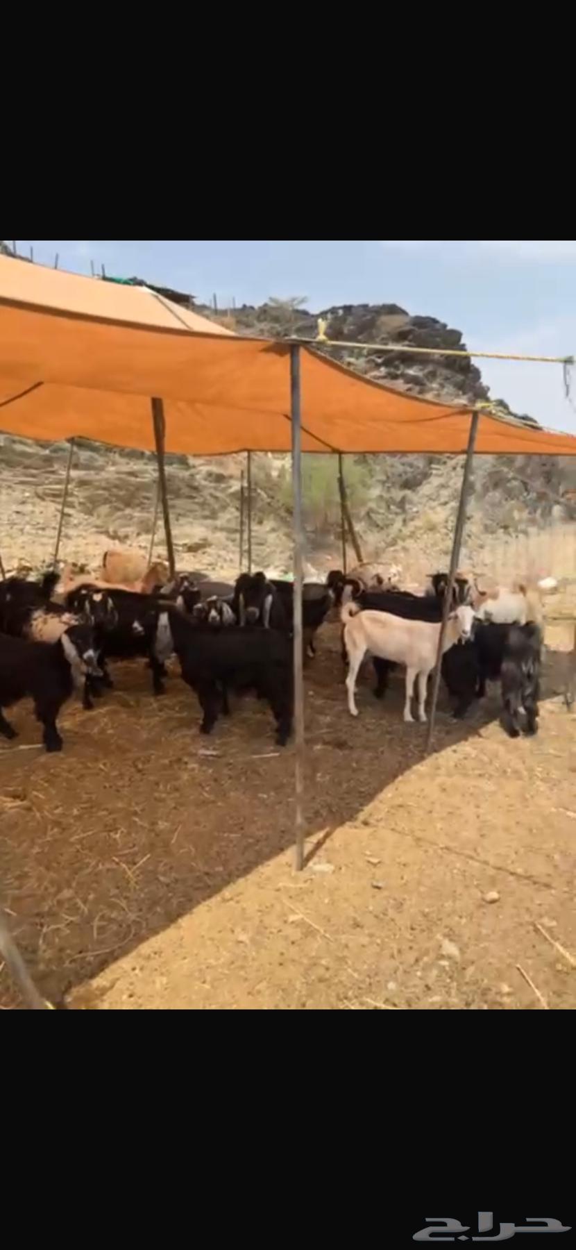 Free-range sheep and goats for sale, complete pasture64384661395075110