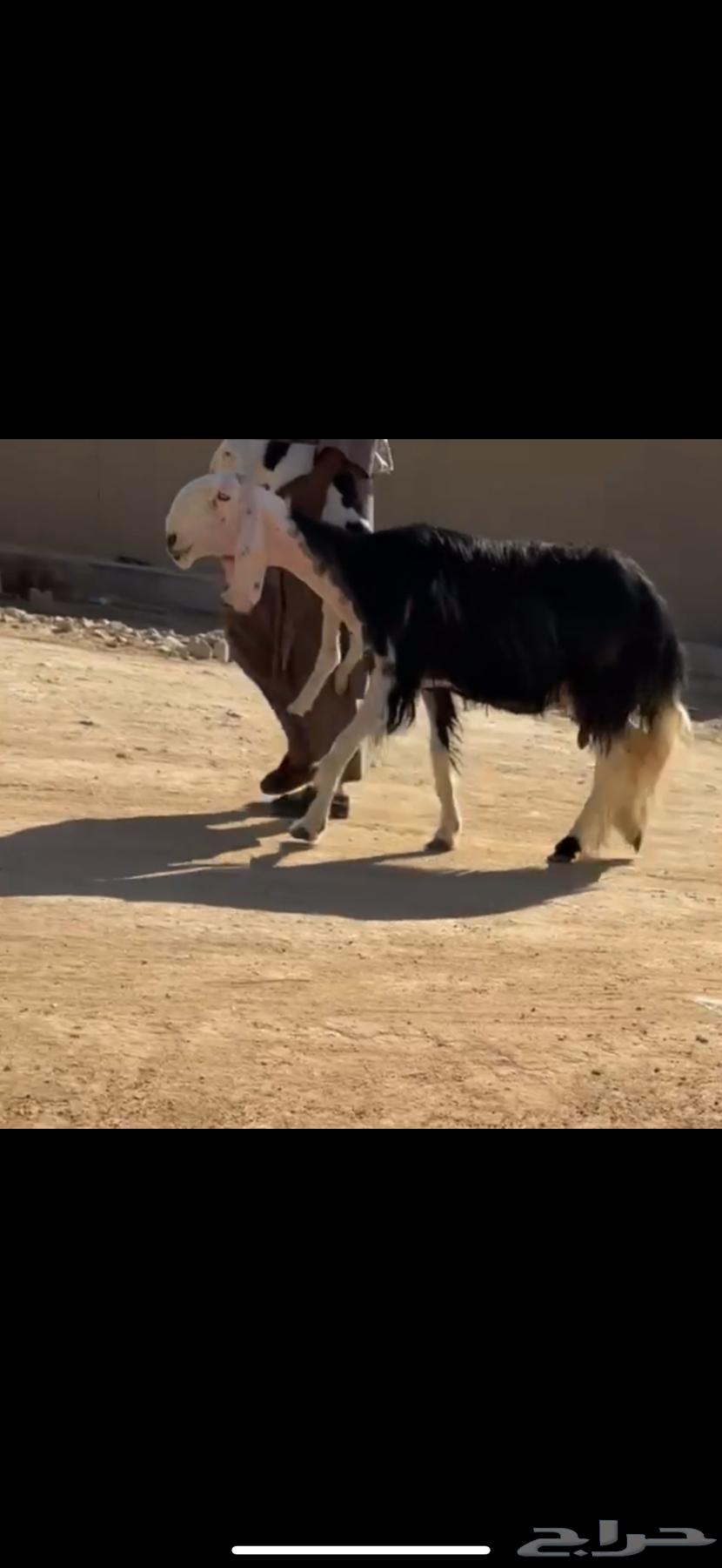 نجديه خصم نادره64380847195522110