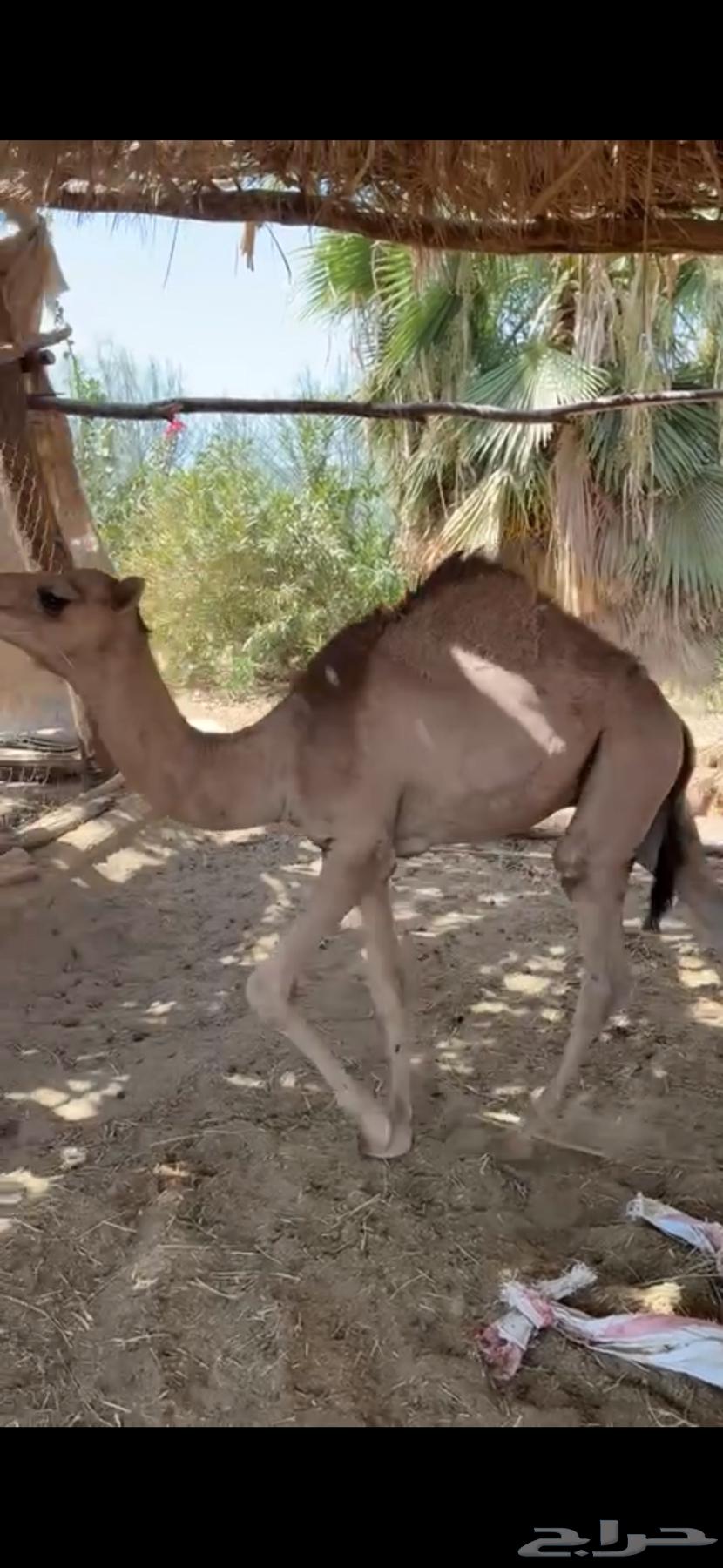 قعدان للبيع64381920138626112