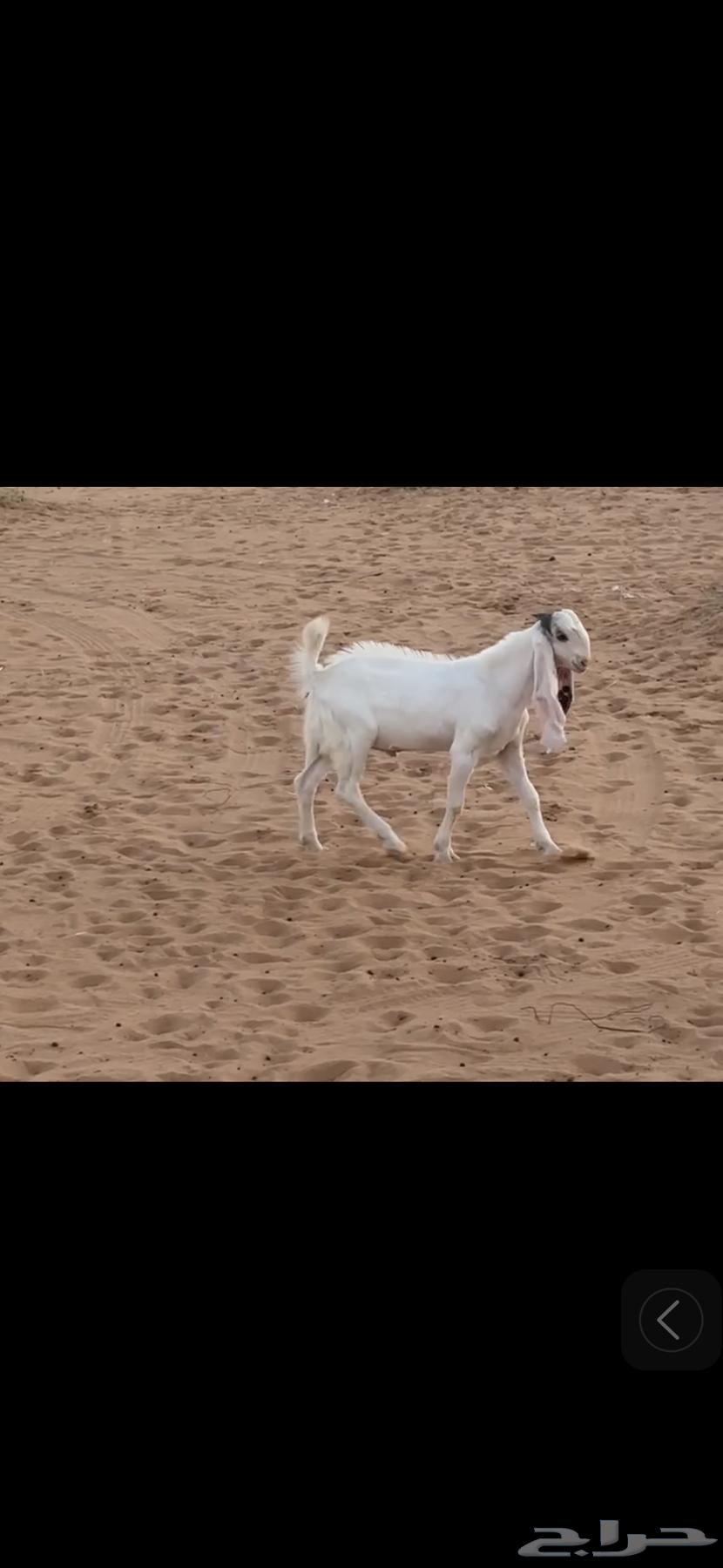 للبيع64391892921347111