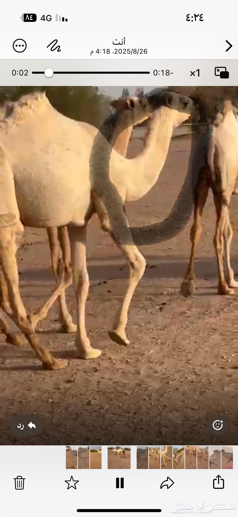 بكره شقحا مفروده ابوها بعير حضينان الجروي الملكي64391893056771111