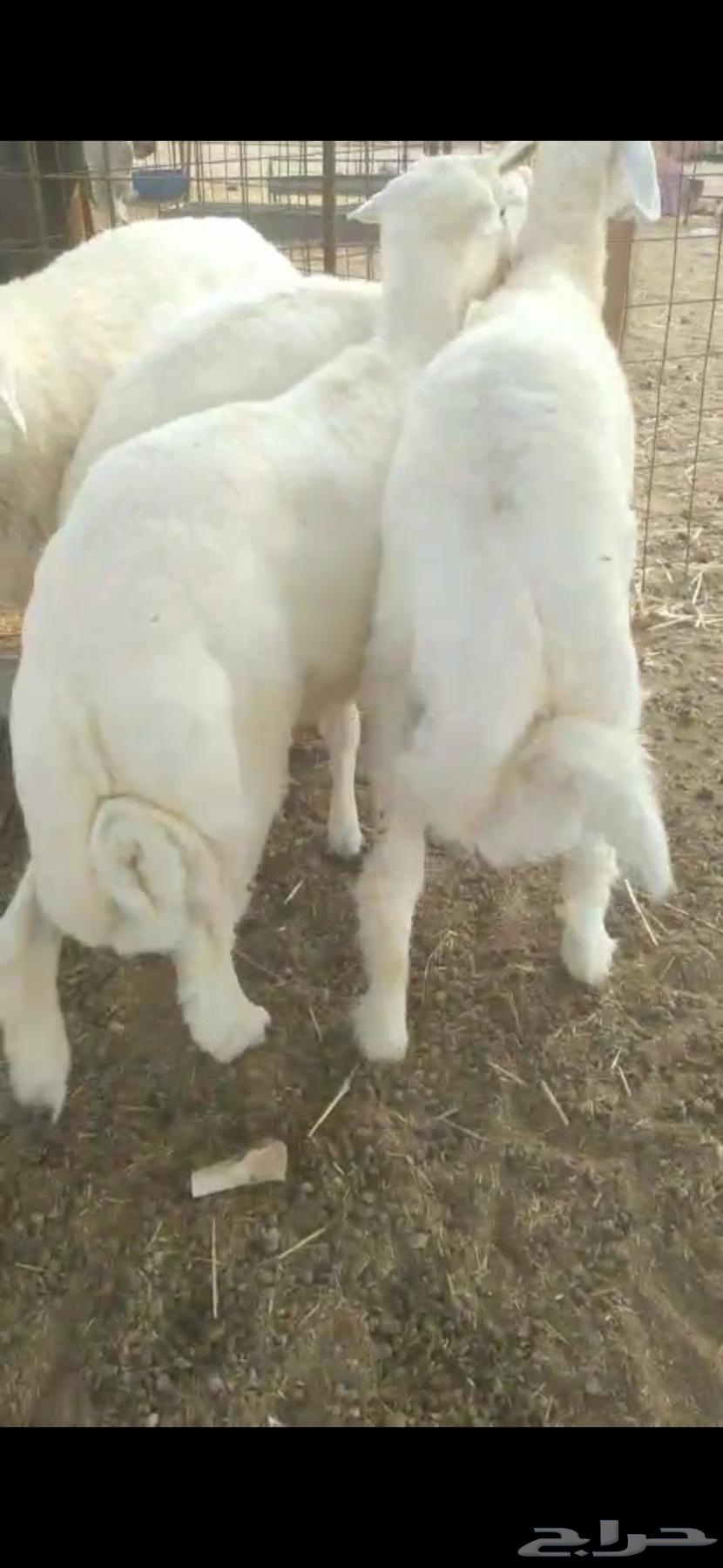 طليان للبيع64380276490243111