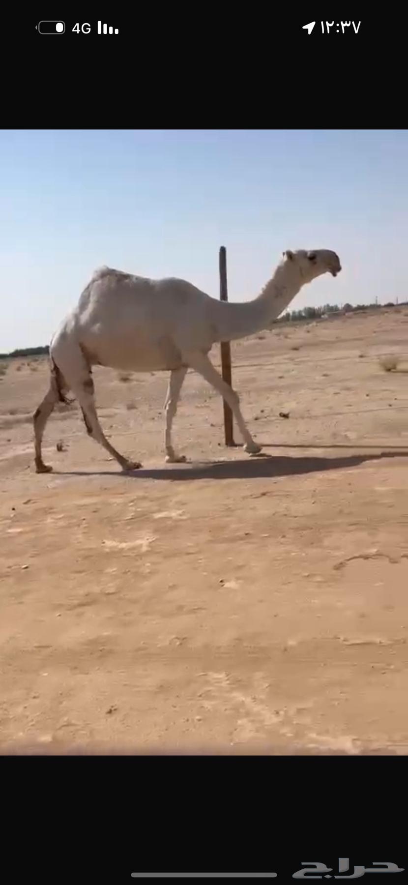 للبيع الرمانيه ضروبه سنها رباع64382583329282110