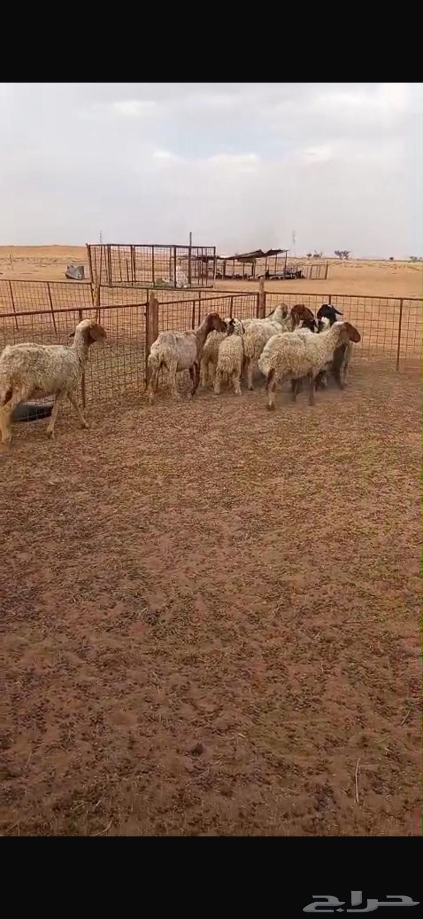 For sale 6 sheep with 6 lambs, offspring of Umar, their age three months64390788244354114