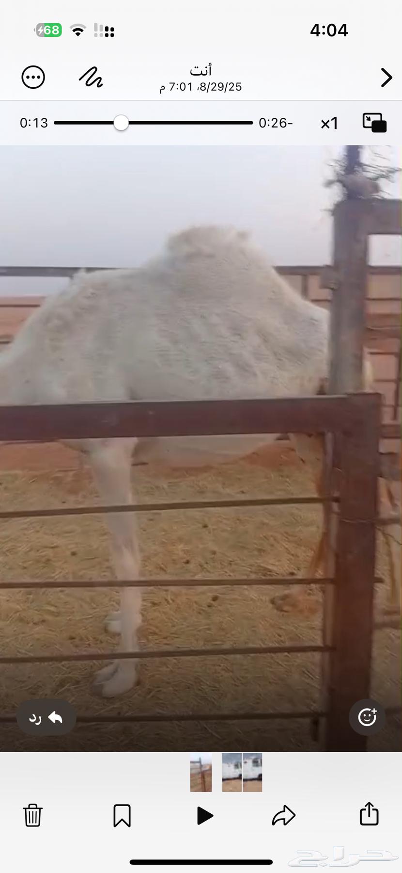 للبيع ناقه قصب.64385397780353110