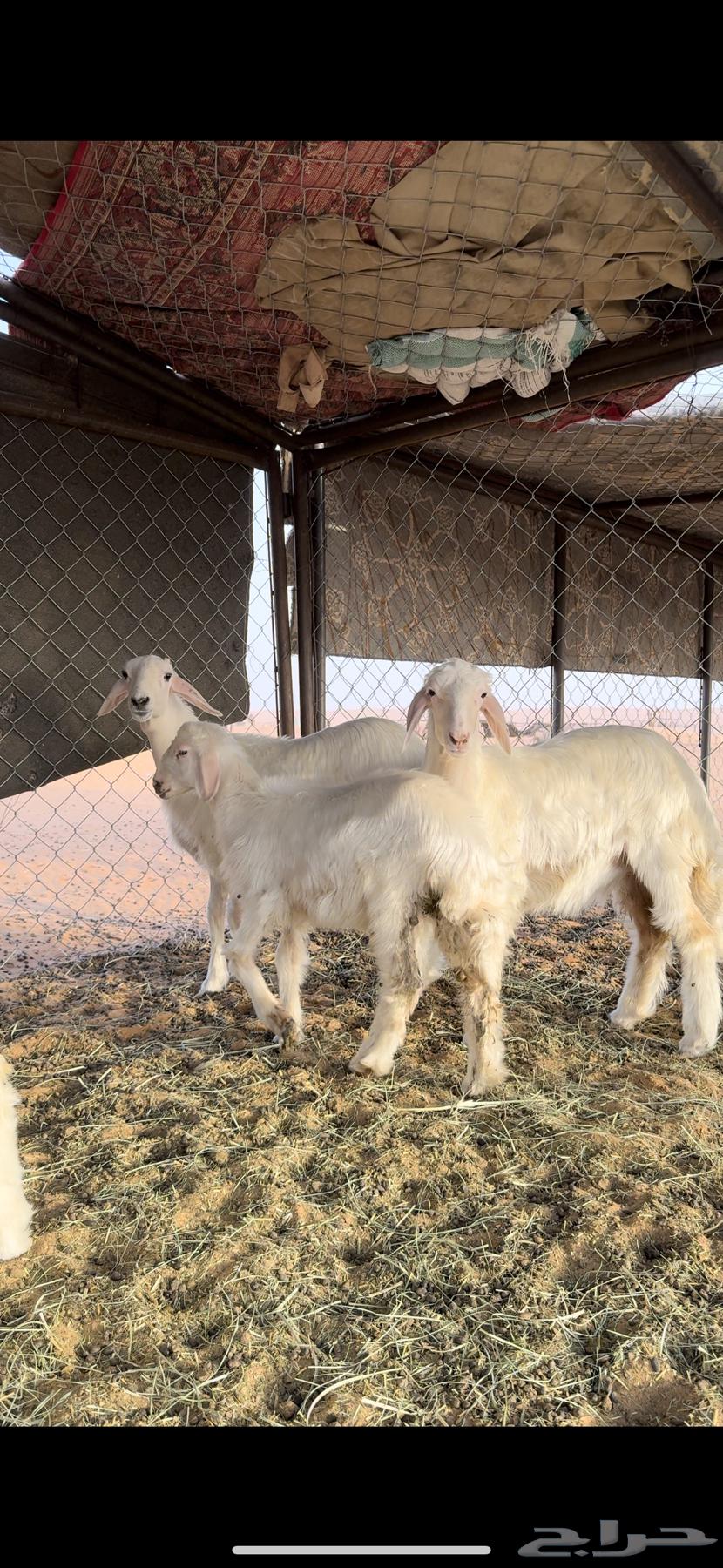 رخلين وخرفين صفر صنف كفو64383011461250114