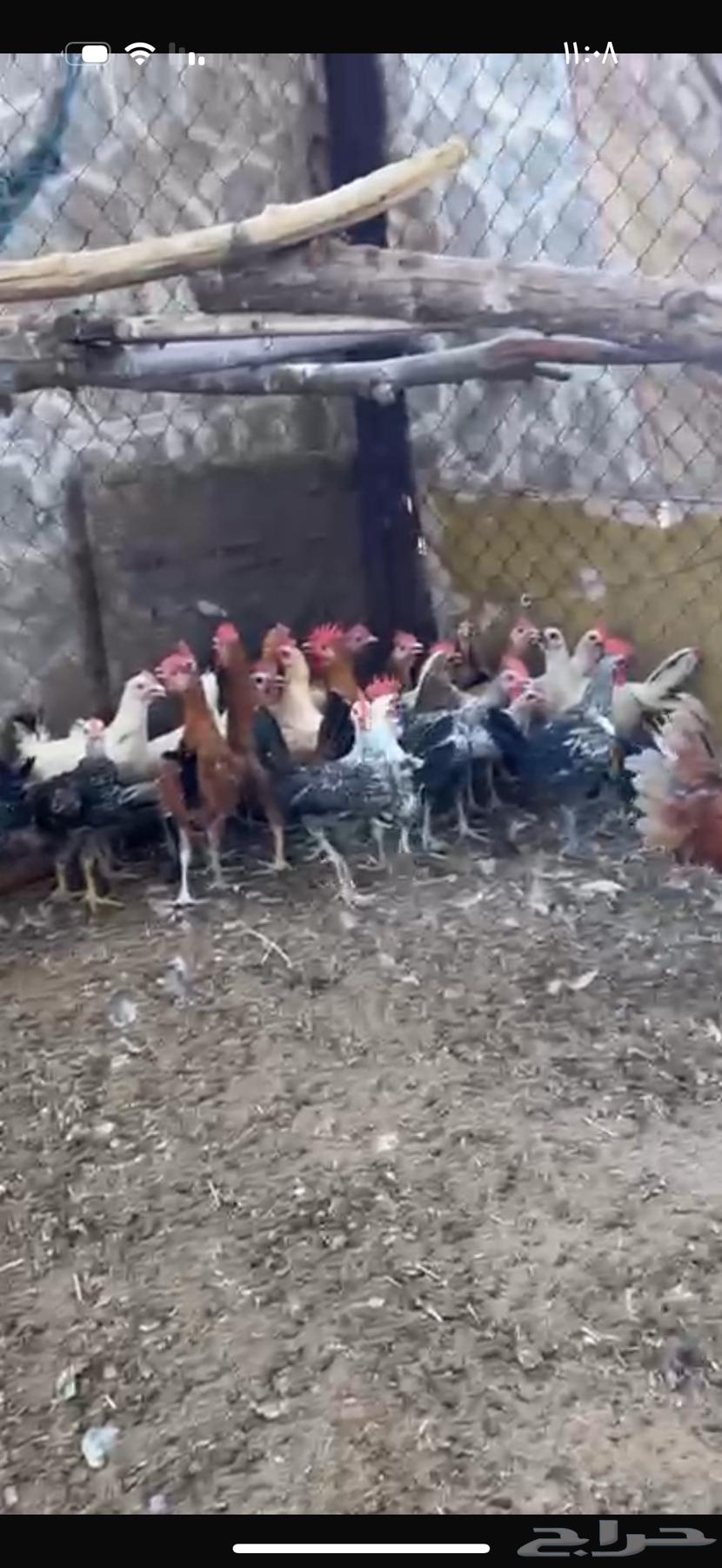 للبيع ديوك بلدي العدد 37 حد على 9 جملة أو تفريد على 1264381726438402111