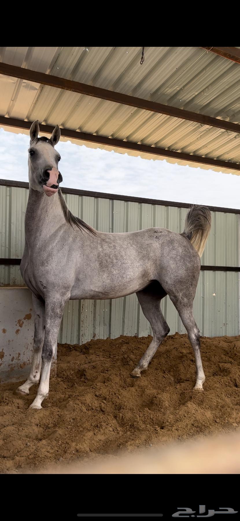 Purebred mare, sound condition64378454989697110