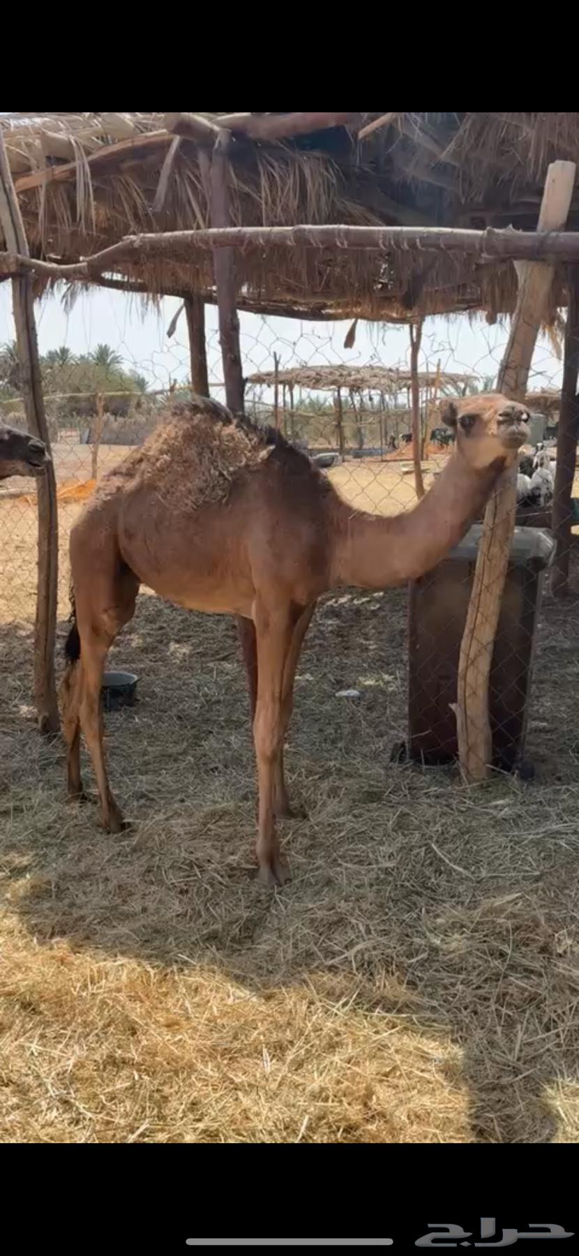 قعدان للبيع64381920138626110