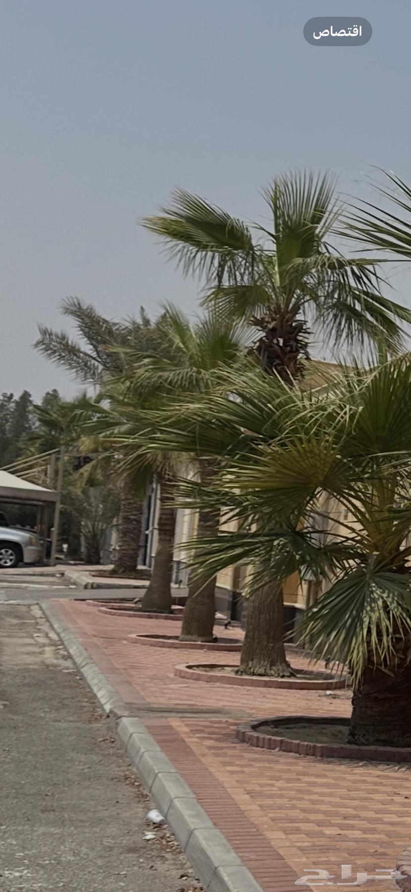 للبيع شجر واشنطني64381948264705110