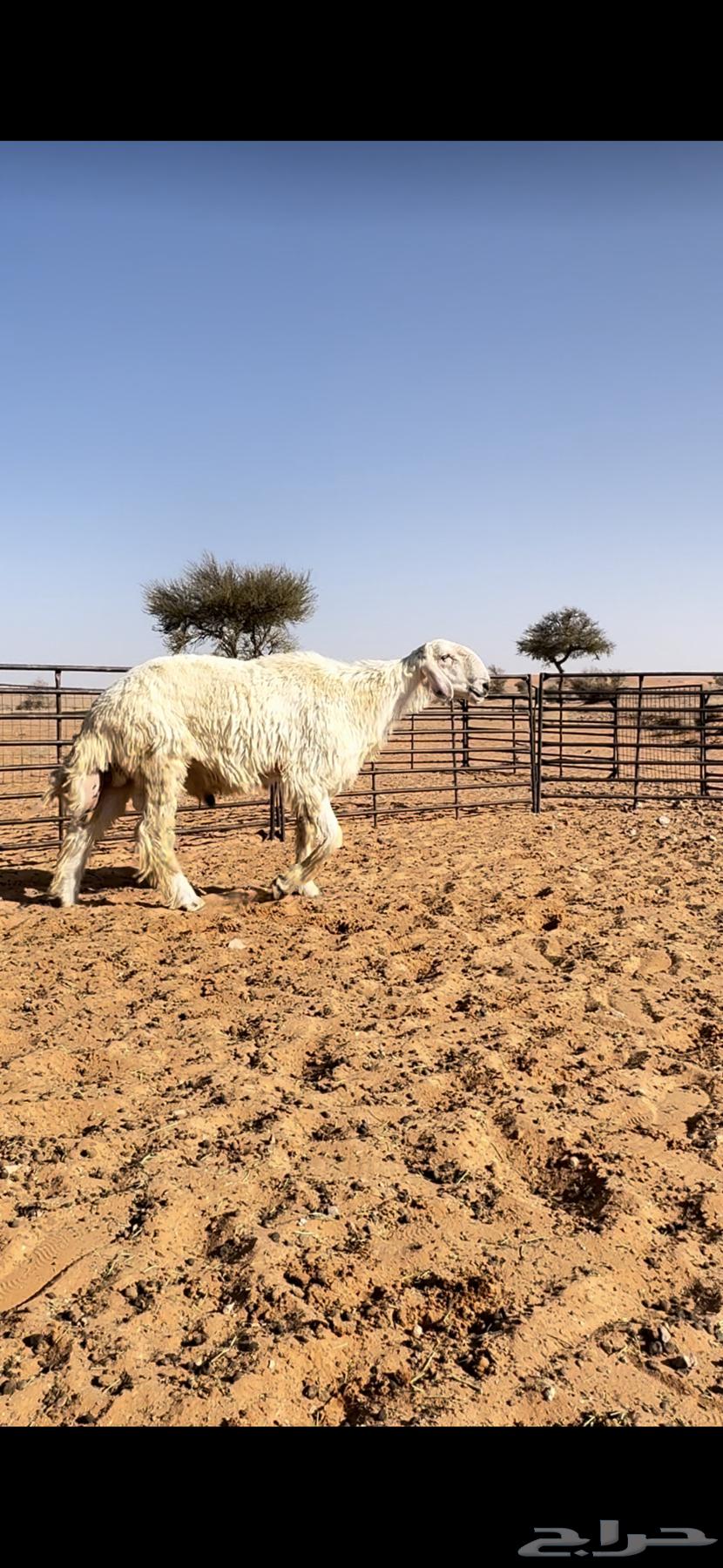 للبيع فحل نجدي عيسي64381466538753111