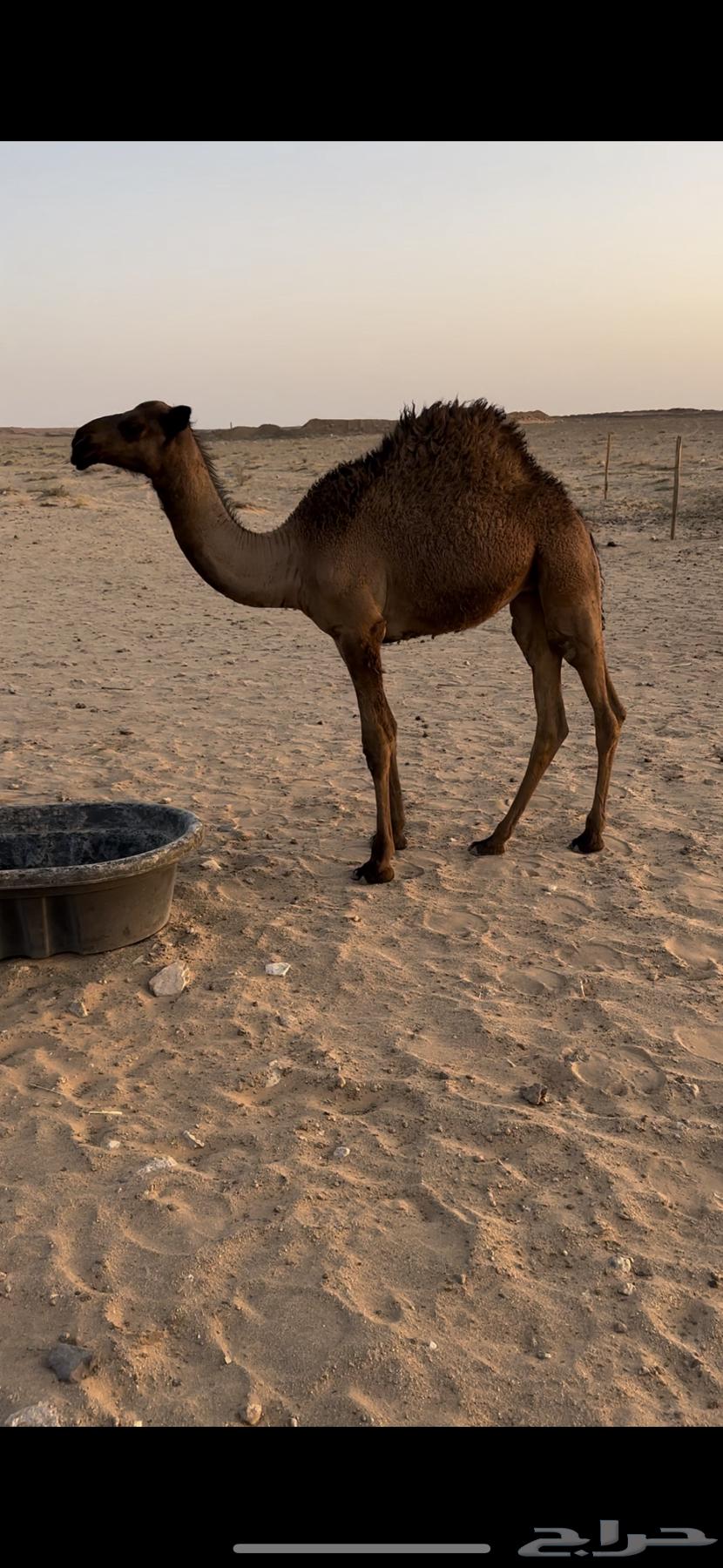 حاشي قصب64390747661953112