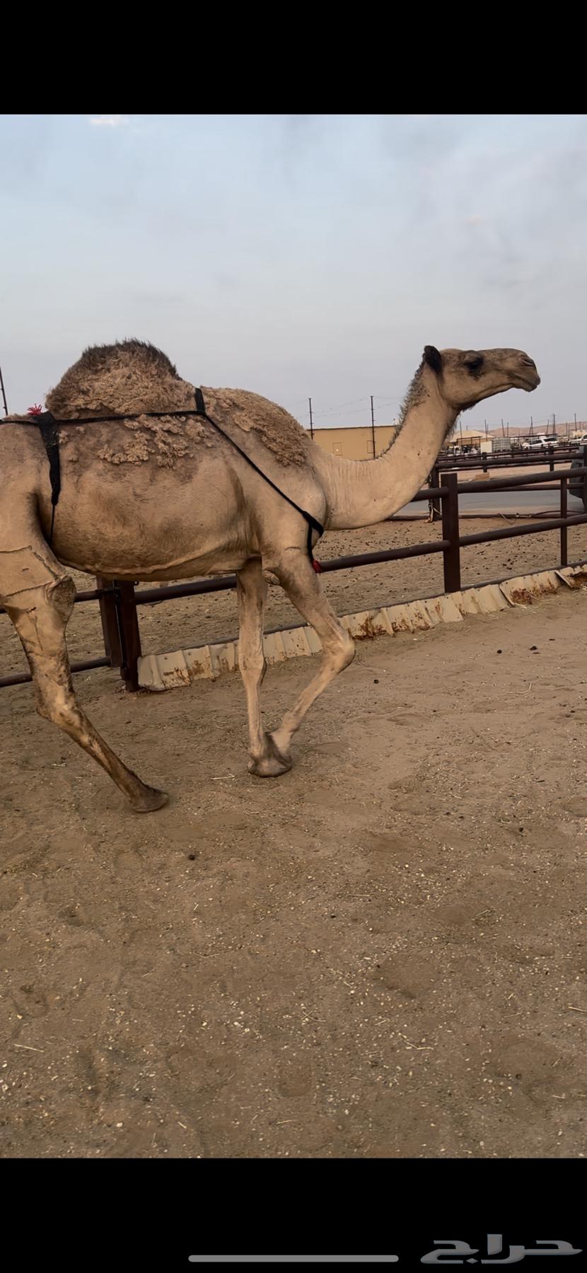 خفوت صفرا تو معزول ولدها64382638004866112