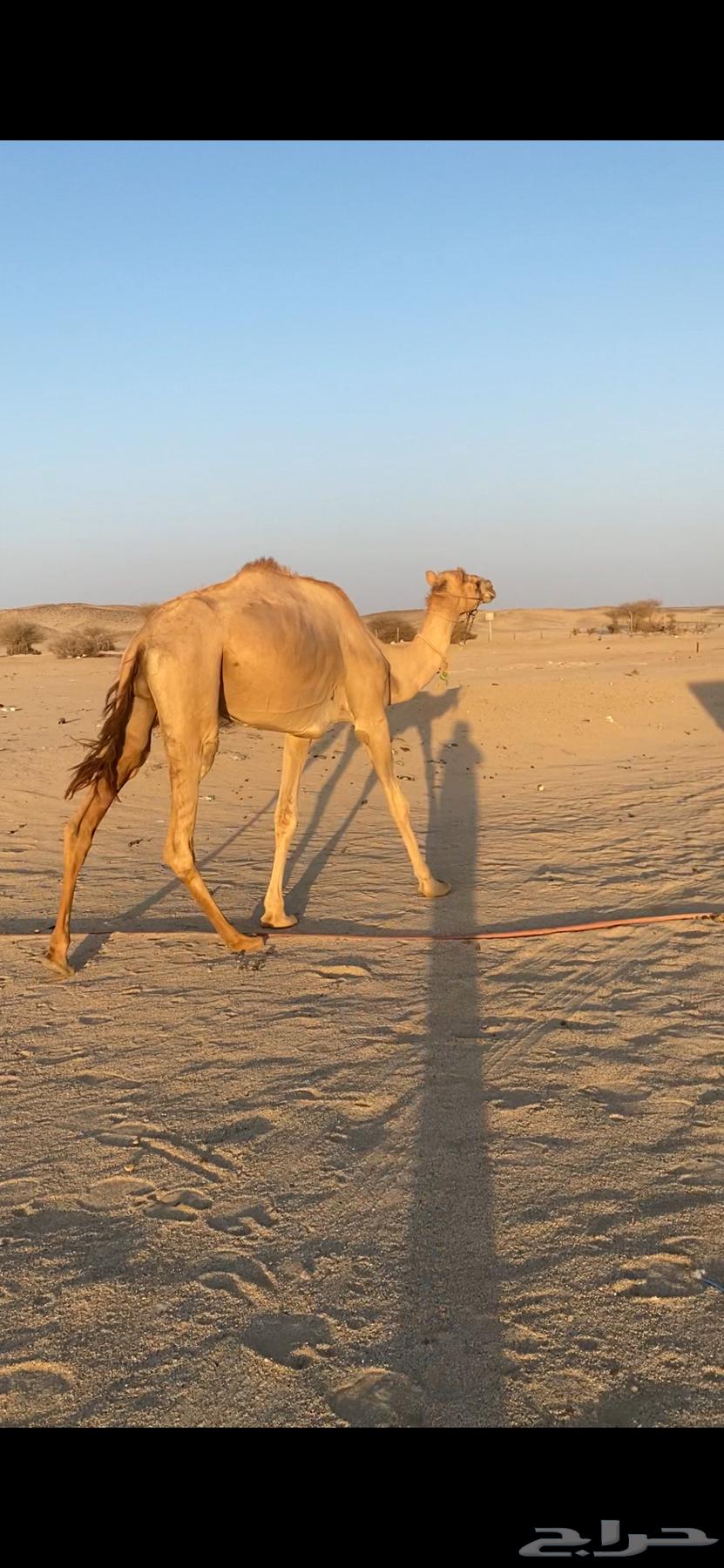 Conditioned Folded Camel64384703047169111