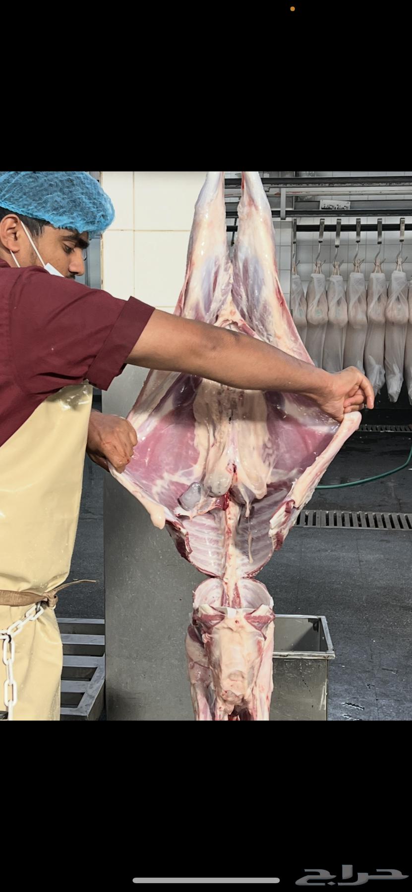 ذبايح مزرعه طيبه نعيمي بلدي64381259944962113