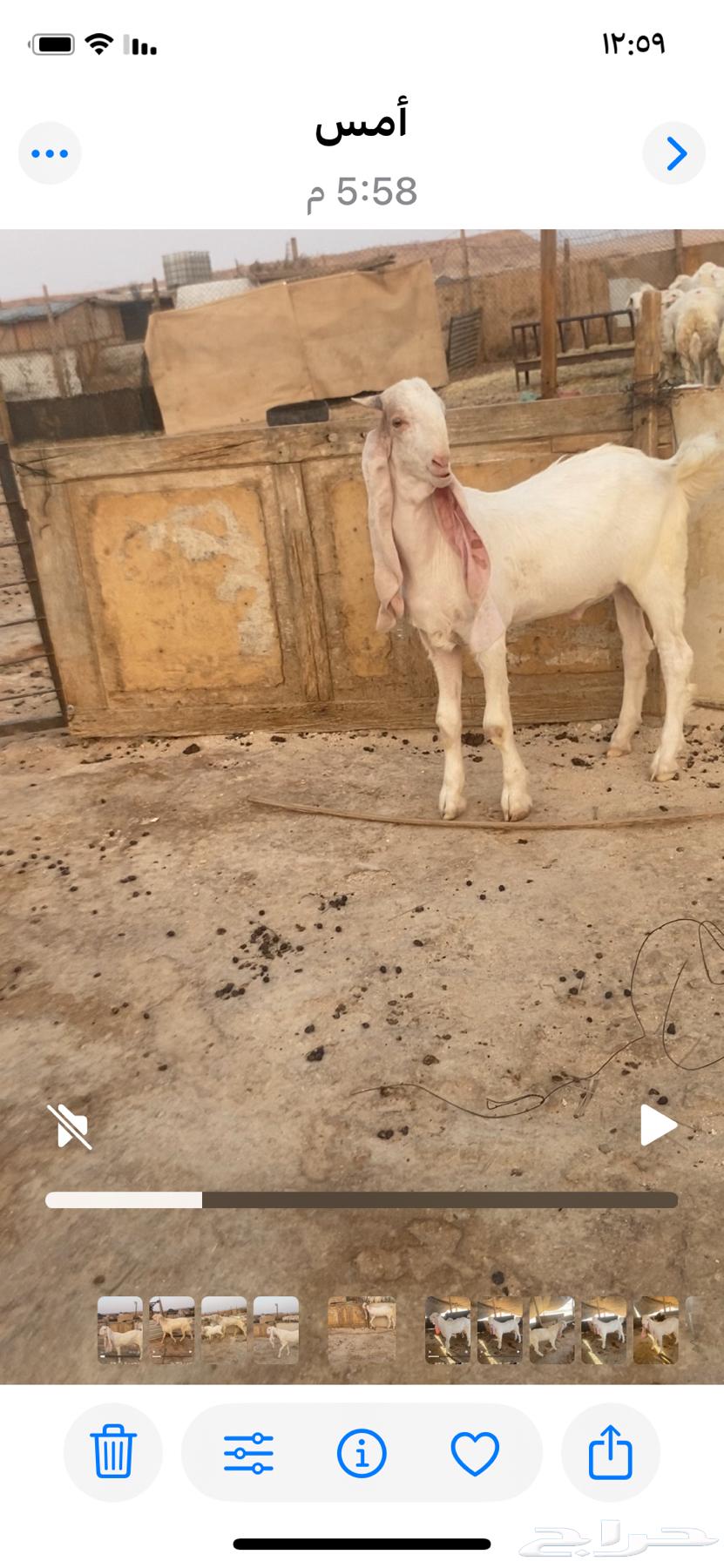 مشروع فحل هولندي صنف64382900914179110