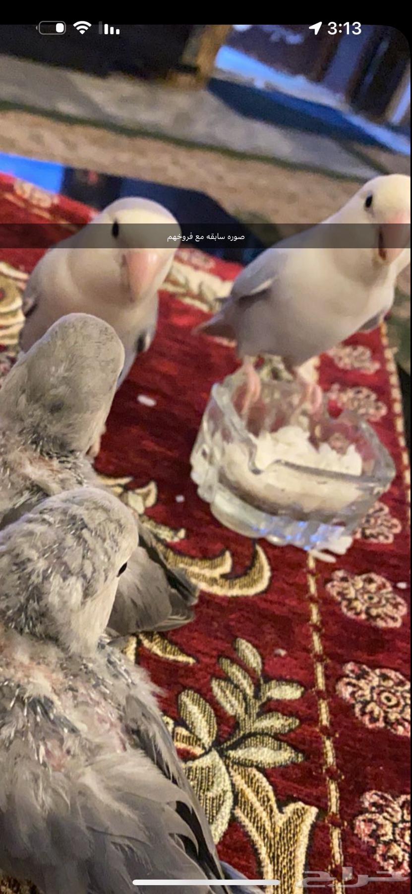 زوج روز منتج للبيع64384965984131111