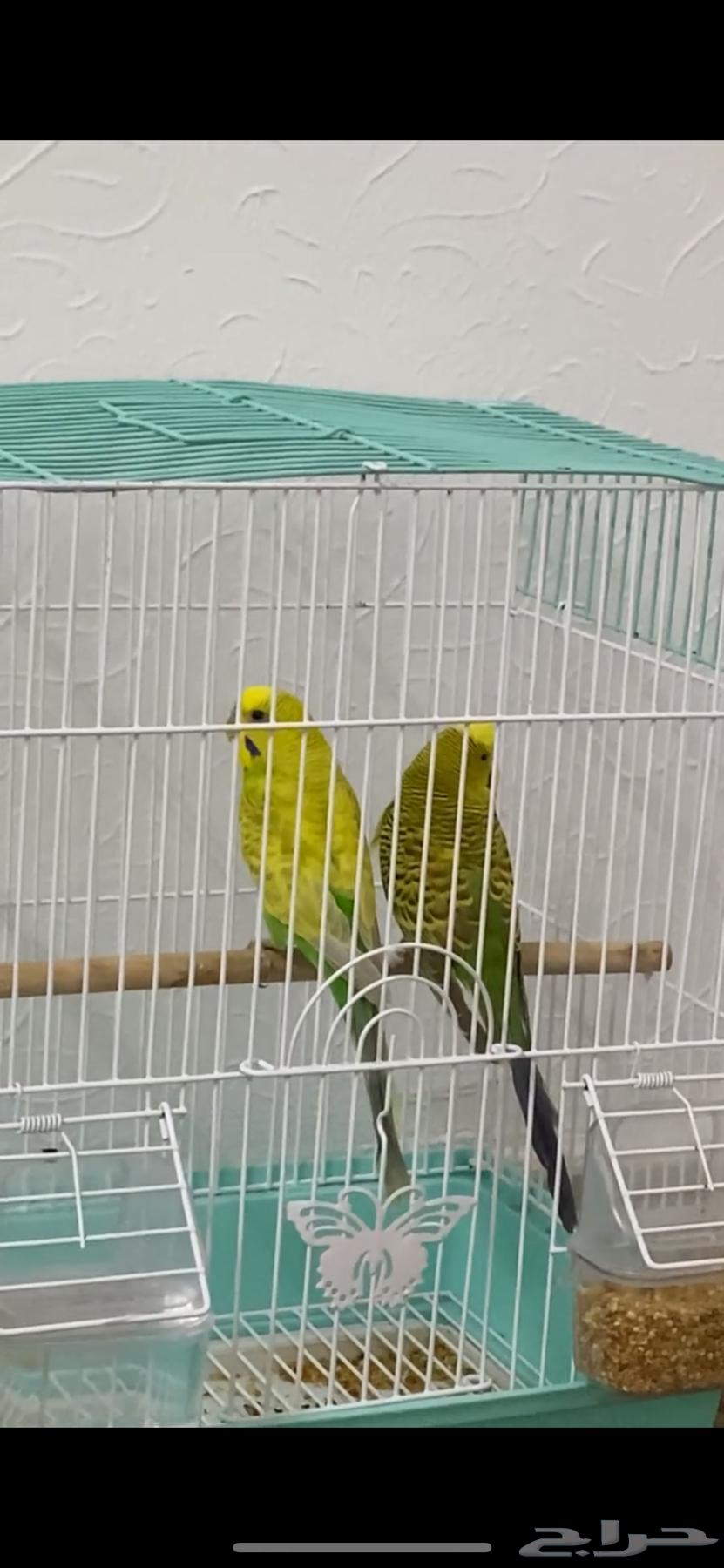 عصافير زينه جميعها ذكور64381315227522110