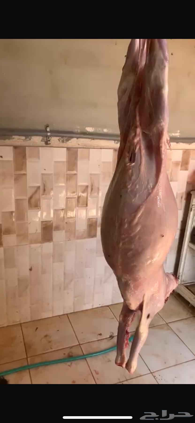 يوجد تيوس ذبايح ويوجد سلخ وتوصيل للرياض وضواحيها64389557897345111