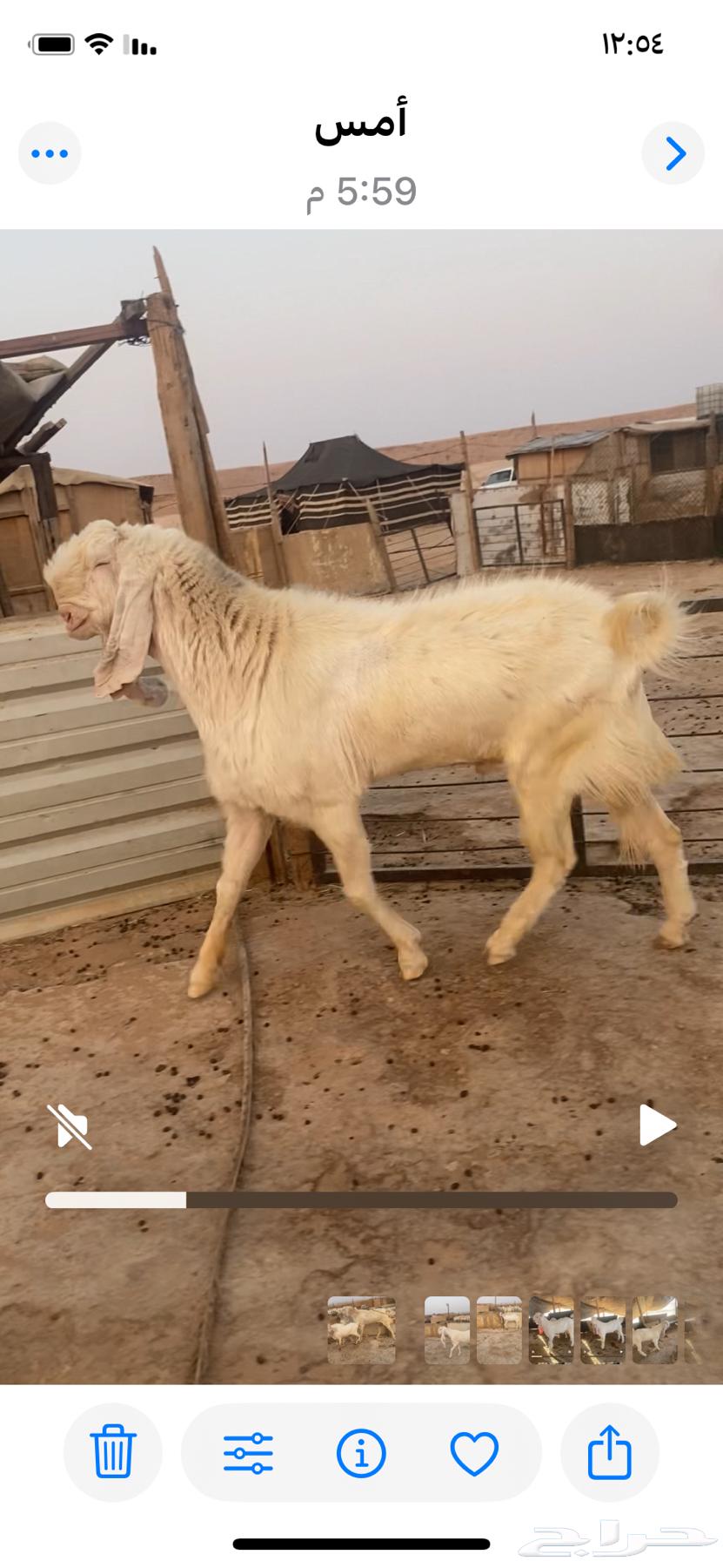 مشروع فحل هولندي صنف64382900914179112