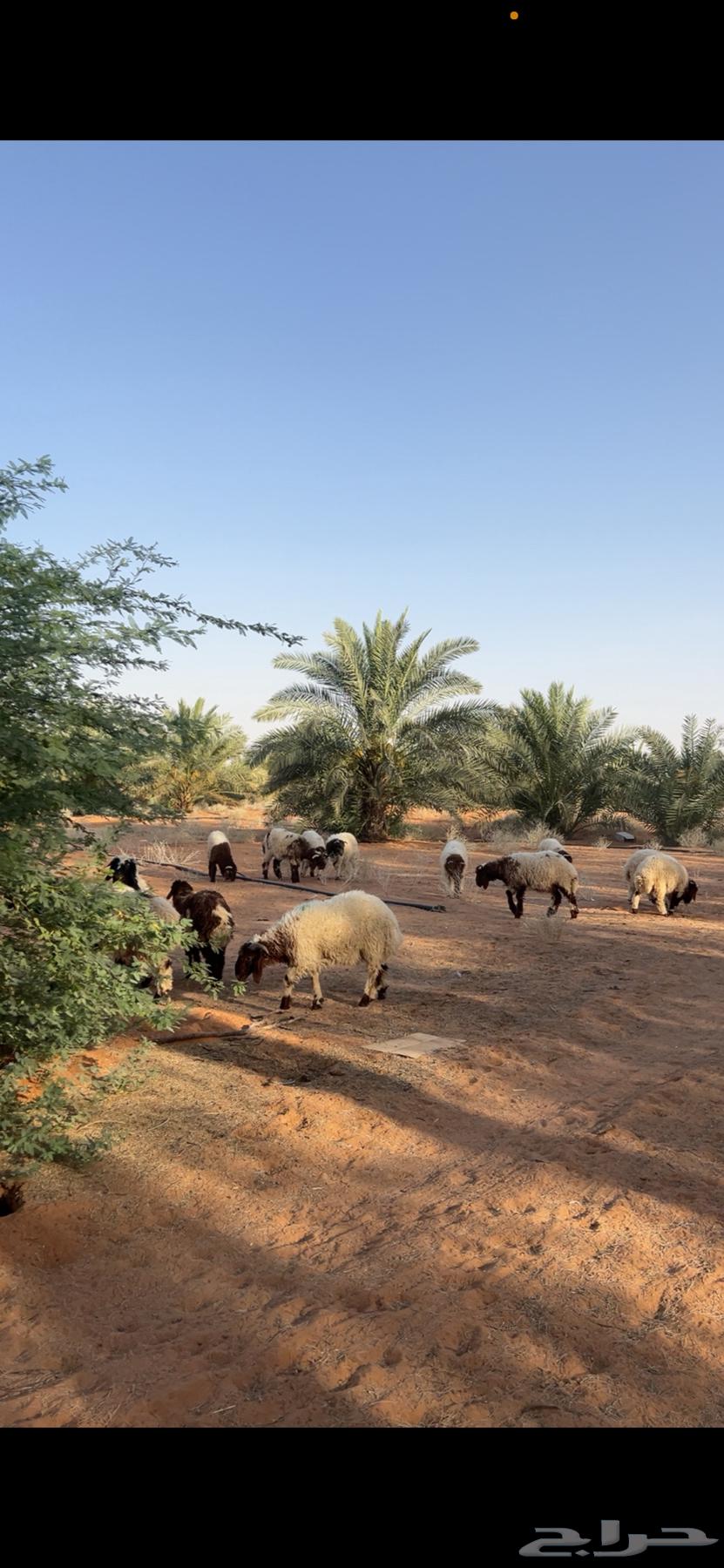 ذبايح مزرعه طيبه نعيمي بلدي64381259944962111