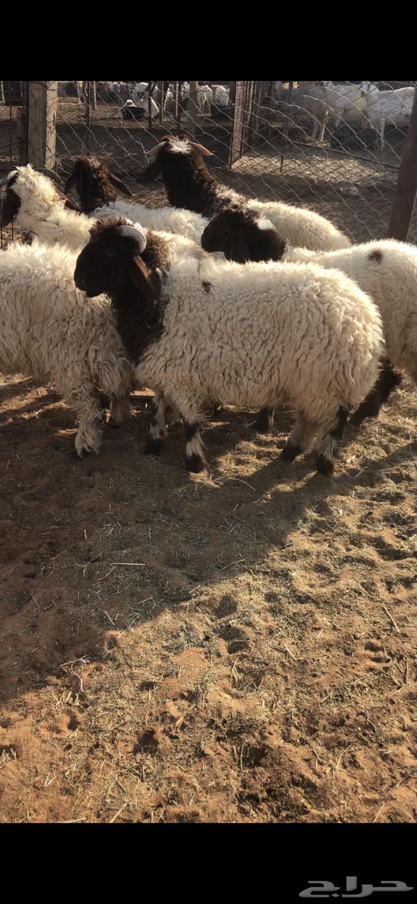 خرفان للبيع نعيم64382555804931110