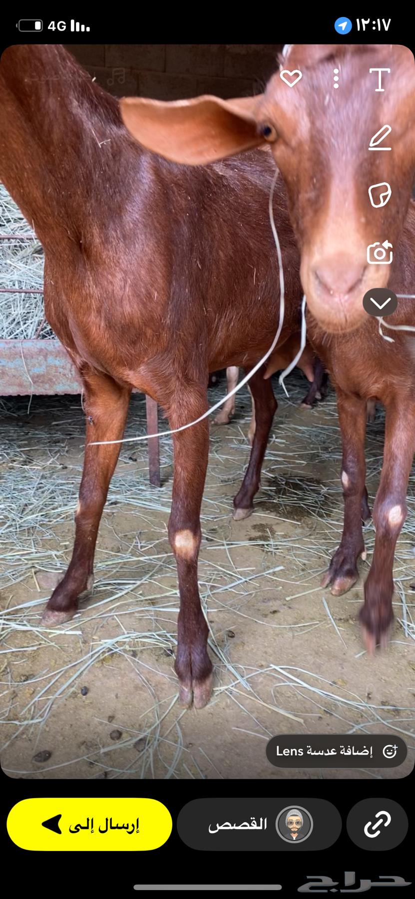 معزا دهم صنف مشروطه64377374643715111