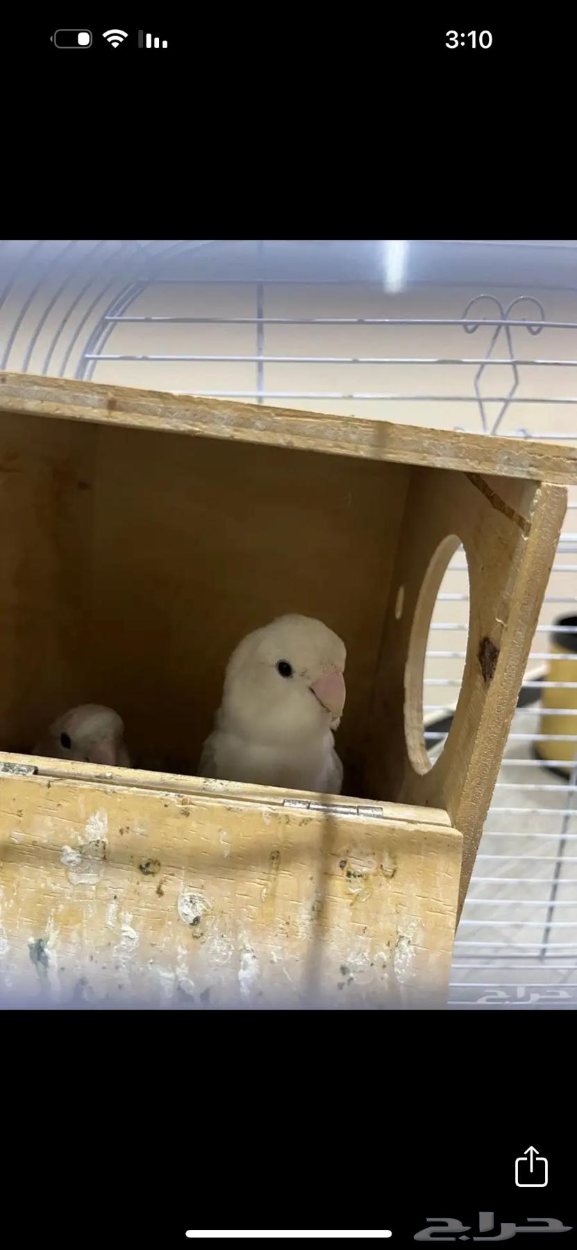 زوج روز منتج للبيع64384965984131110