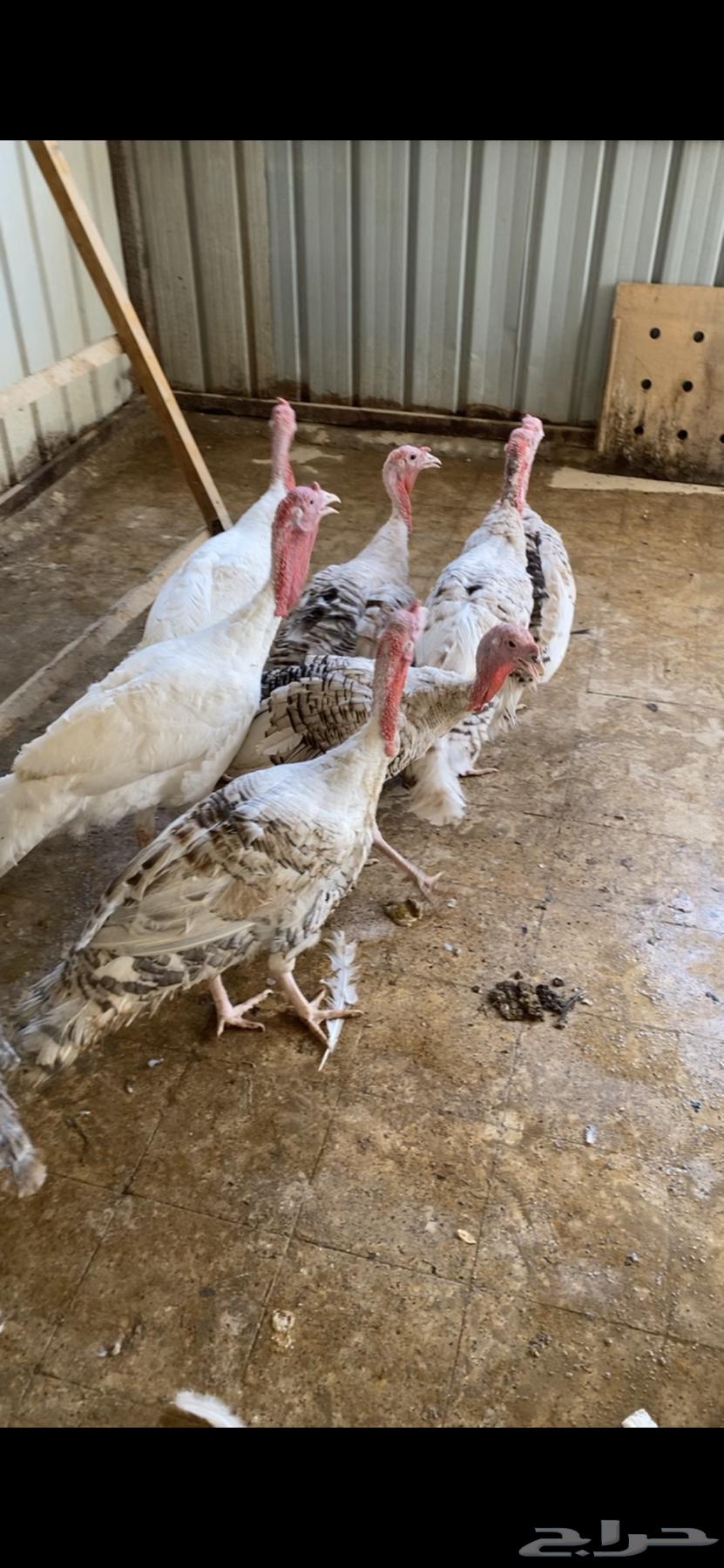 ديكه رومي64390967605891110