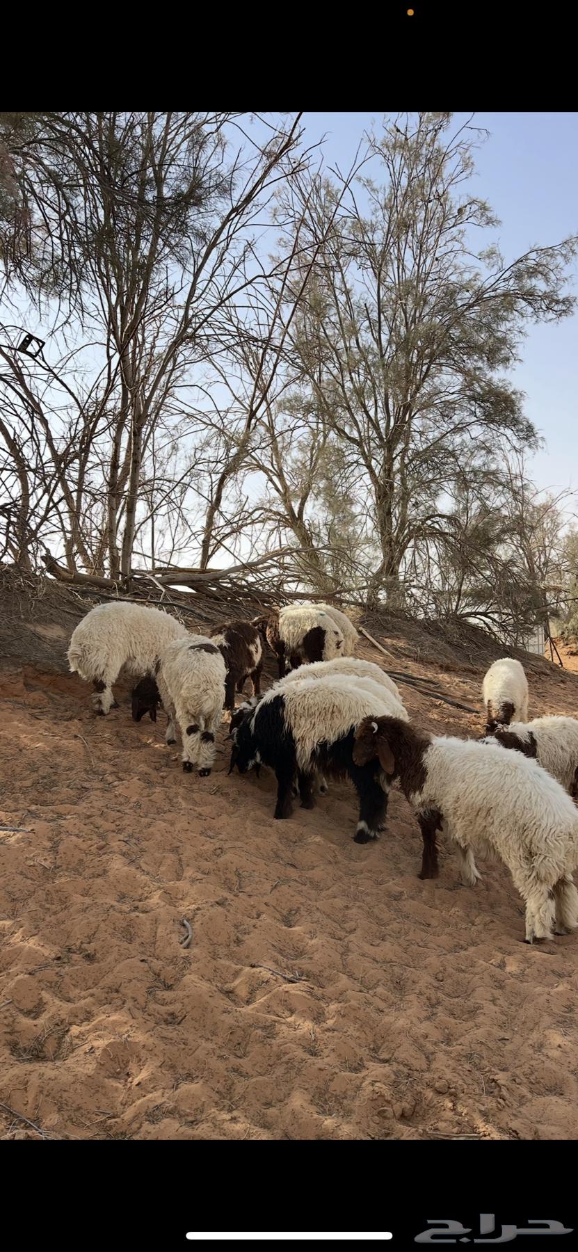 ذبايح مزرعه طيبه نعيمي بلدي64381259944962110