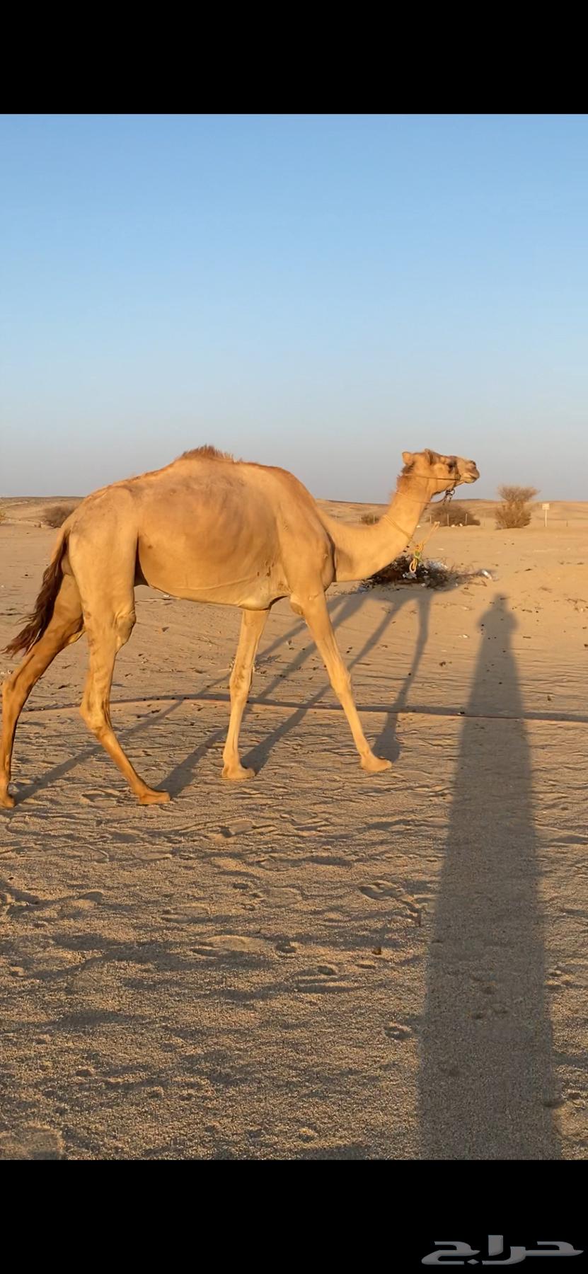 Conditioned Folded Camel64384703047169110