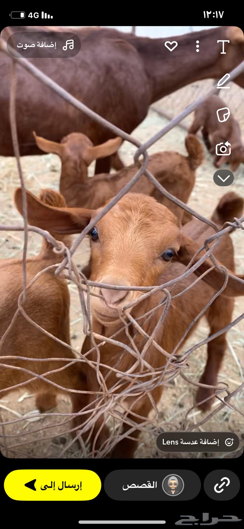 معزا دهم صنف مشروطه64377374643715110