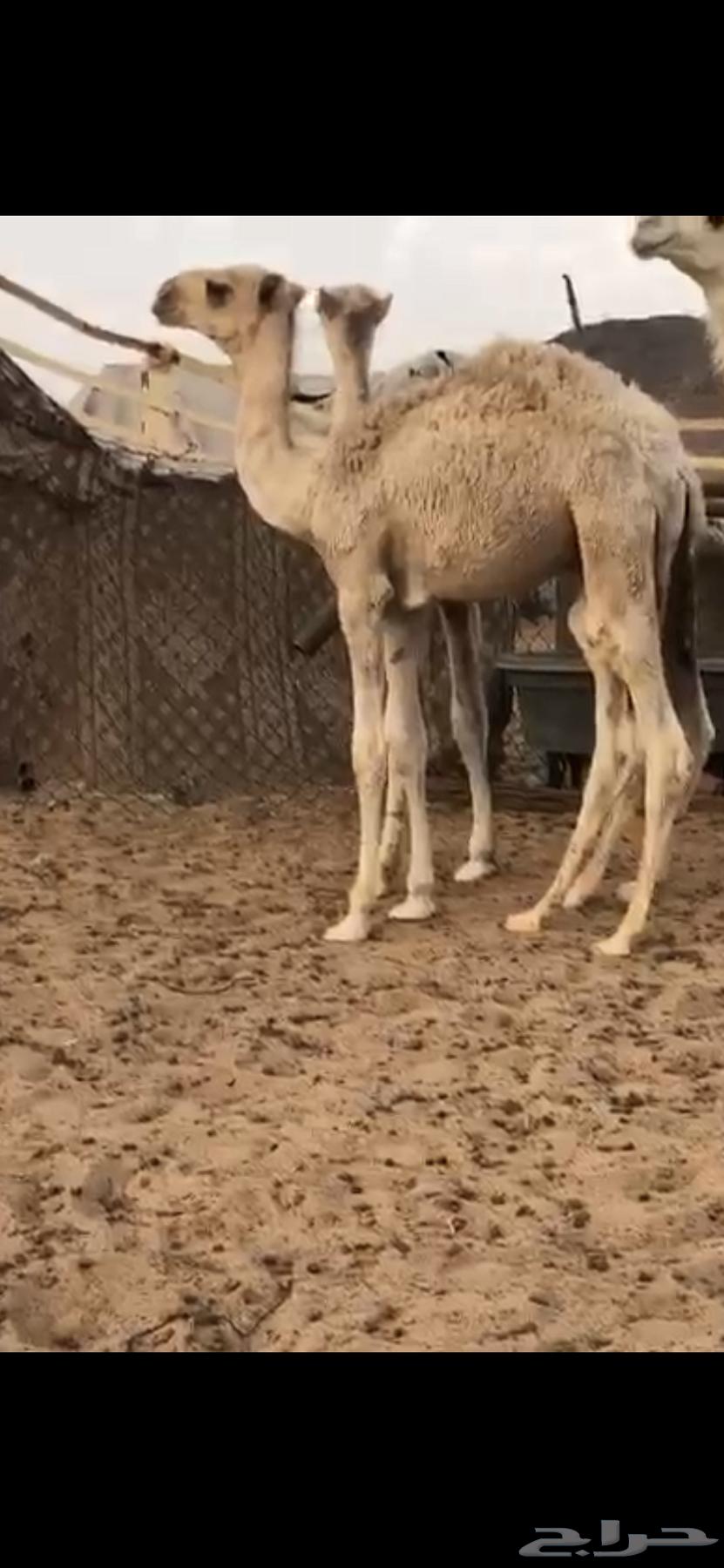 للبيع قعود قصب اشقح حد 3300 فقط64391742553474110