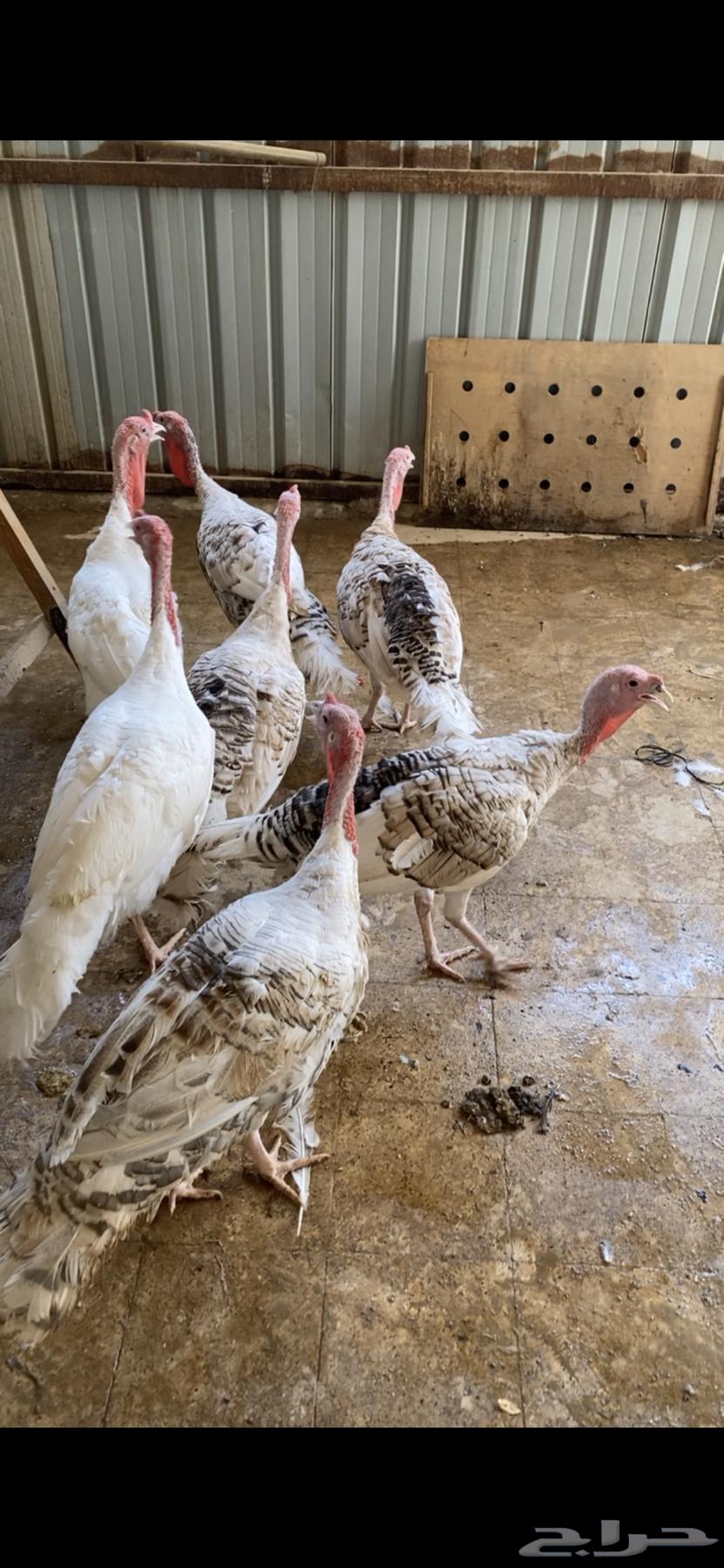 ديكه رومي64390967605891111