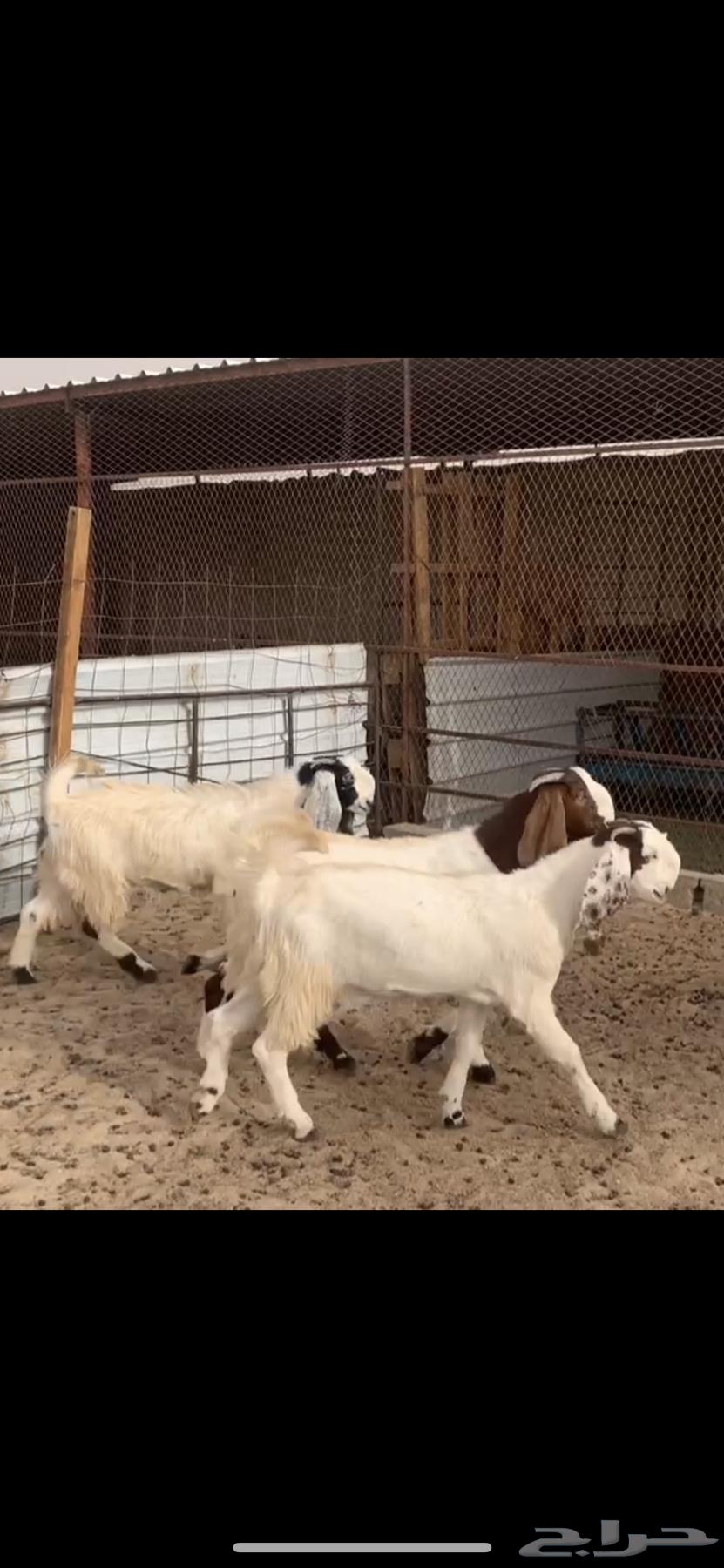 جفرات مشاريك ( تم البيع )64386082570371110