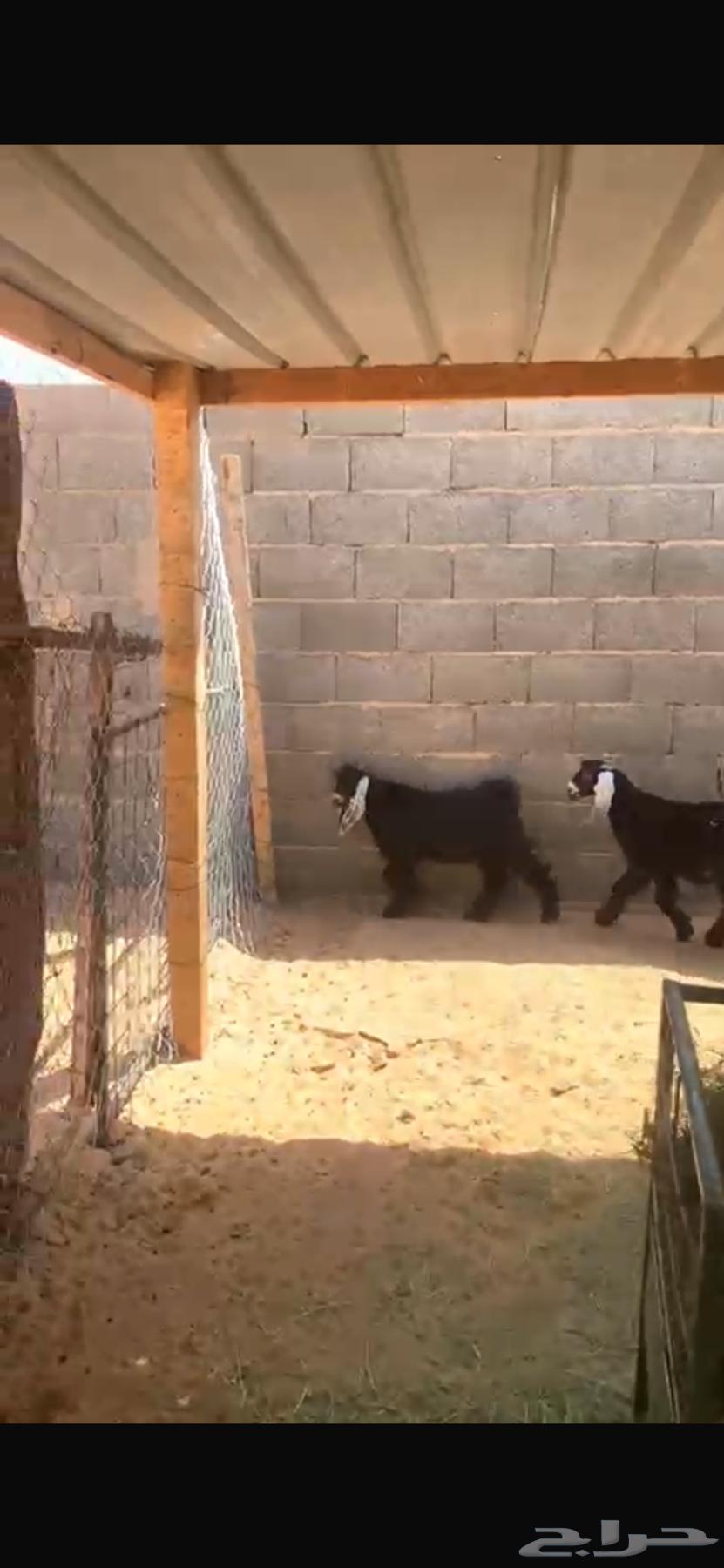 يوجد تيوس ذبايح ويوجد سلخ وتوصيل للرياض وضواحيها64389557897345110