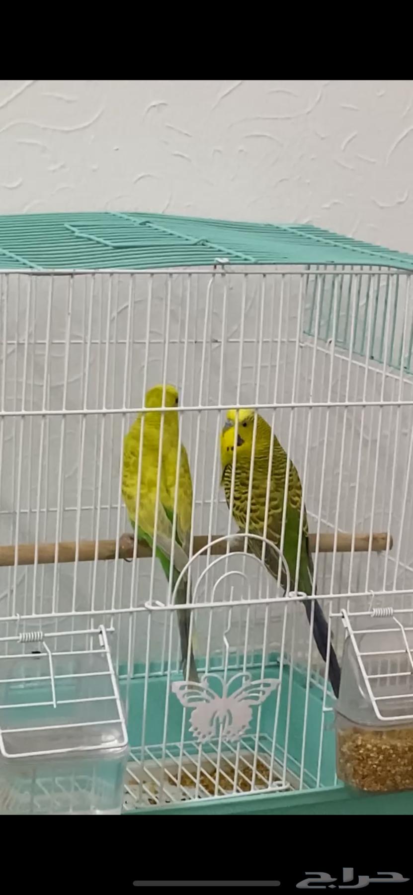 عصافير زينه جميعها ذكور64381315227522111