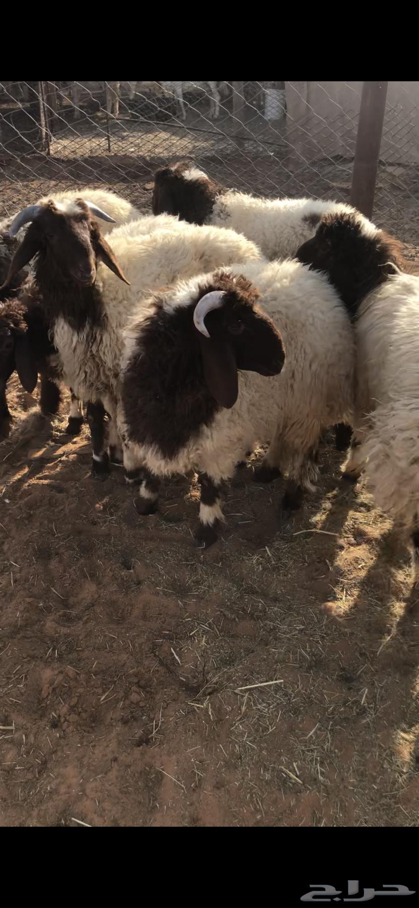 خرفان للبيع نعيم64382555804931111
