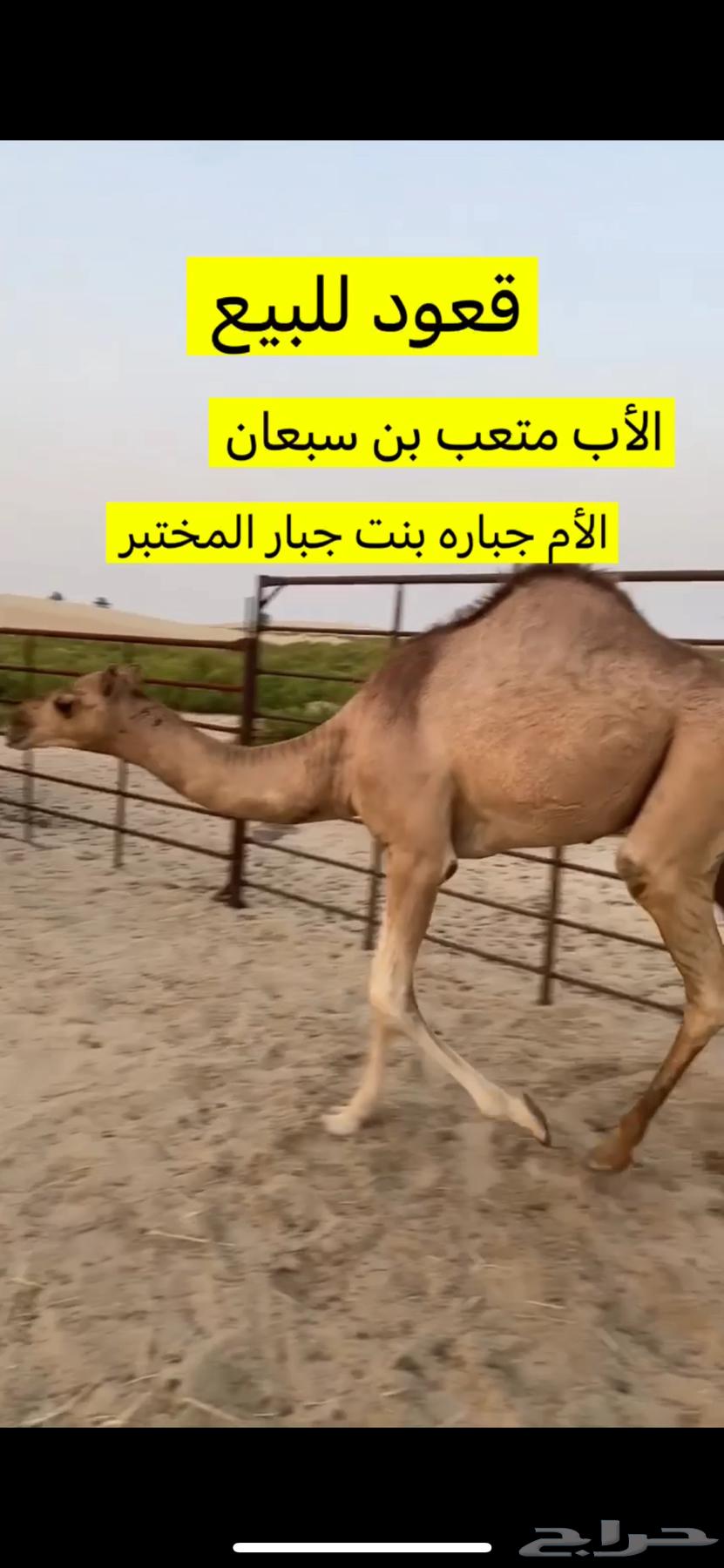 قعود سنه مفرود64379805155075110