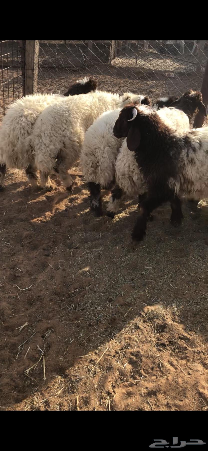 خرفان للبيع نعيم64382555804931112