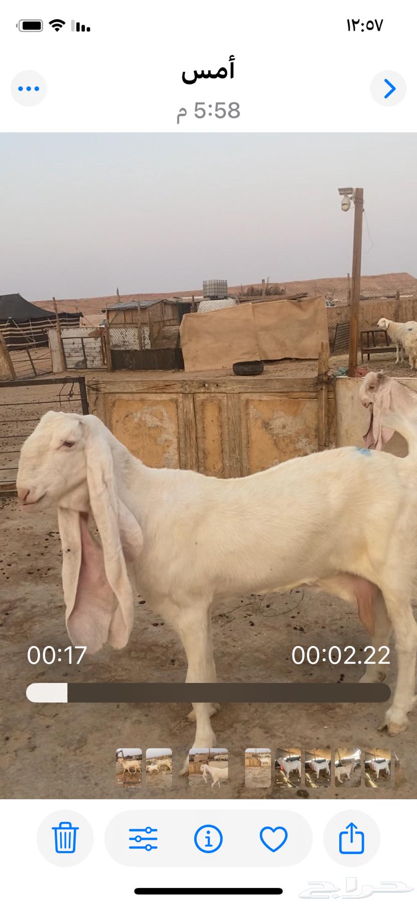 مشروع فحل هولندي صنف64382900914179111