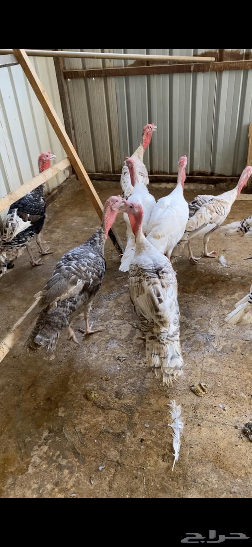 ديكه رومي64390967605891112