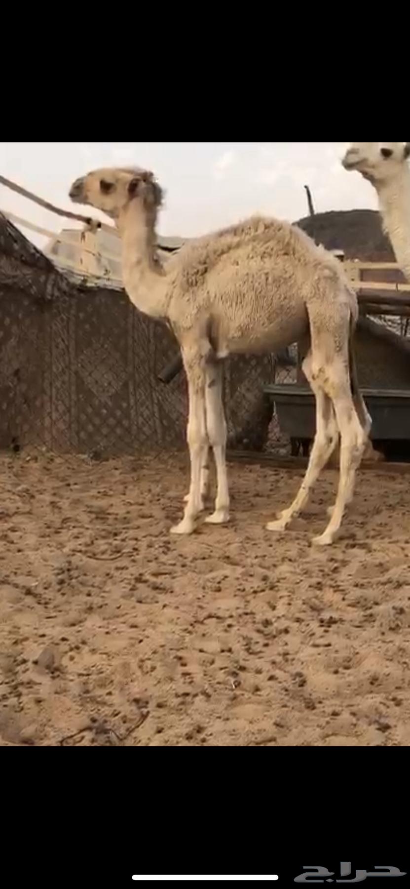 للبيع قعود قصب اشقح حد 3300 فقط64391742553474111