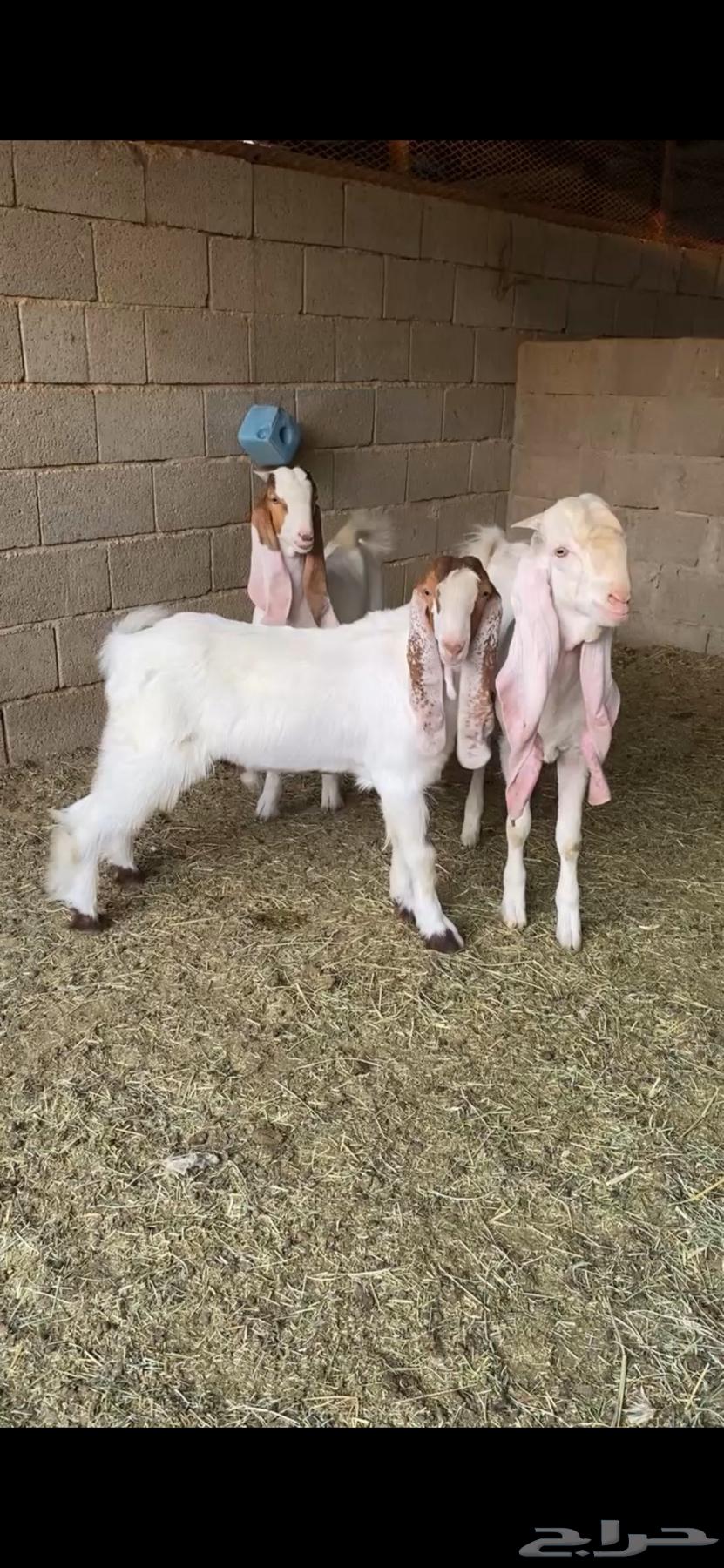 تيوس للبيع64377506061698110