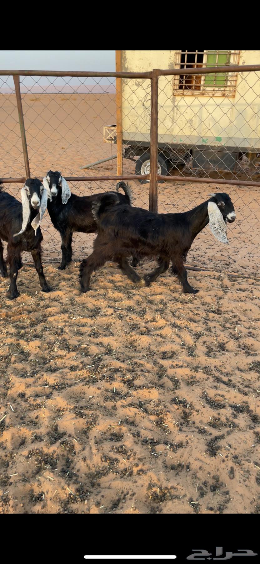 Jafar64387299734786110