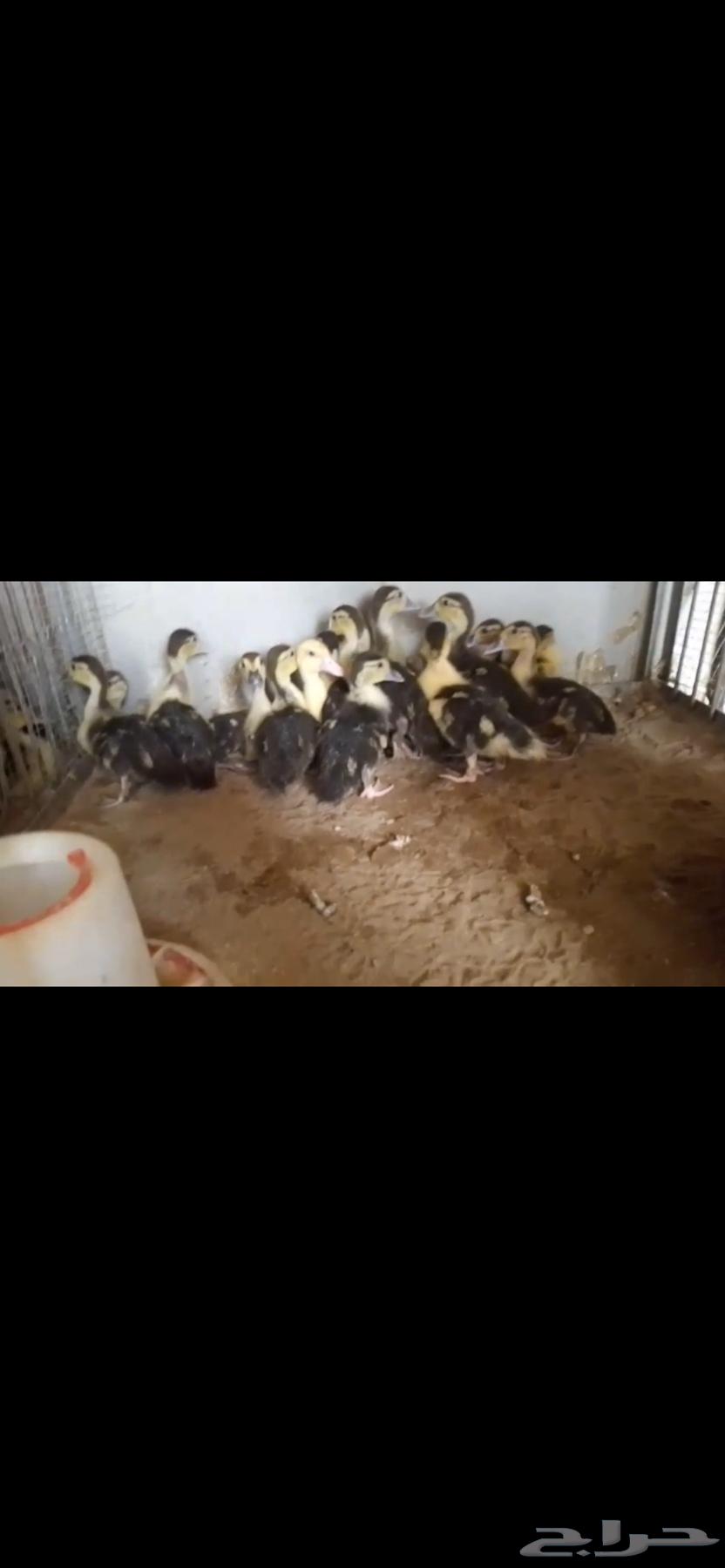 للبيع صوص بط مصري64389999211395110