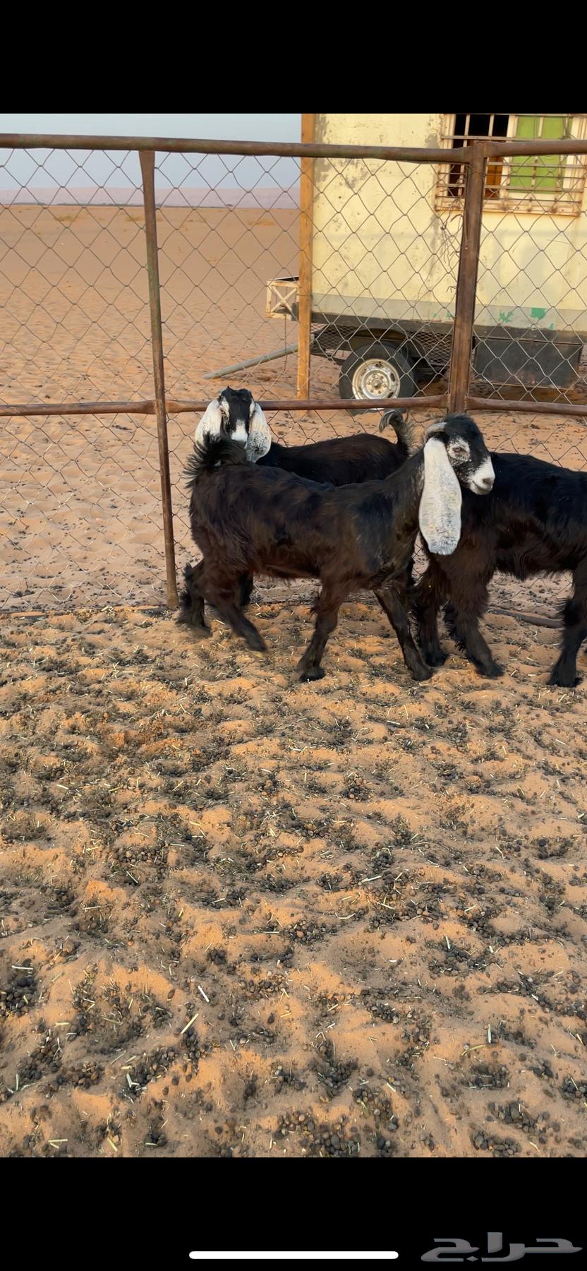 Jafar64387299734786112