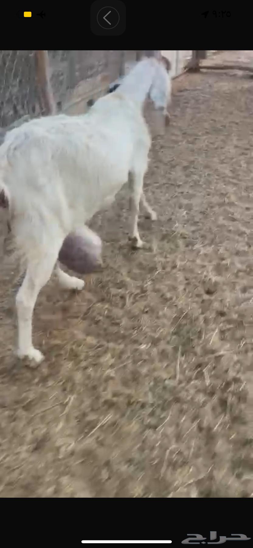 عنز معه تيس وحليب وافرر64390555014273113