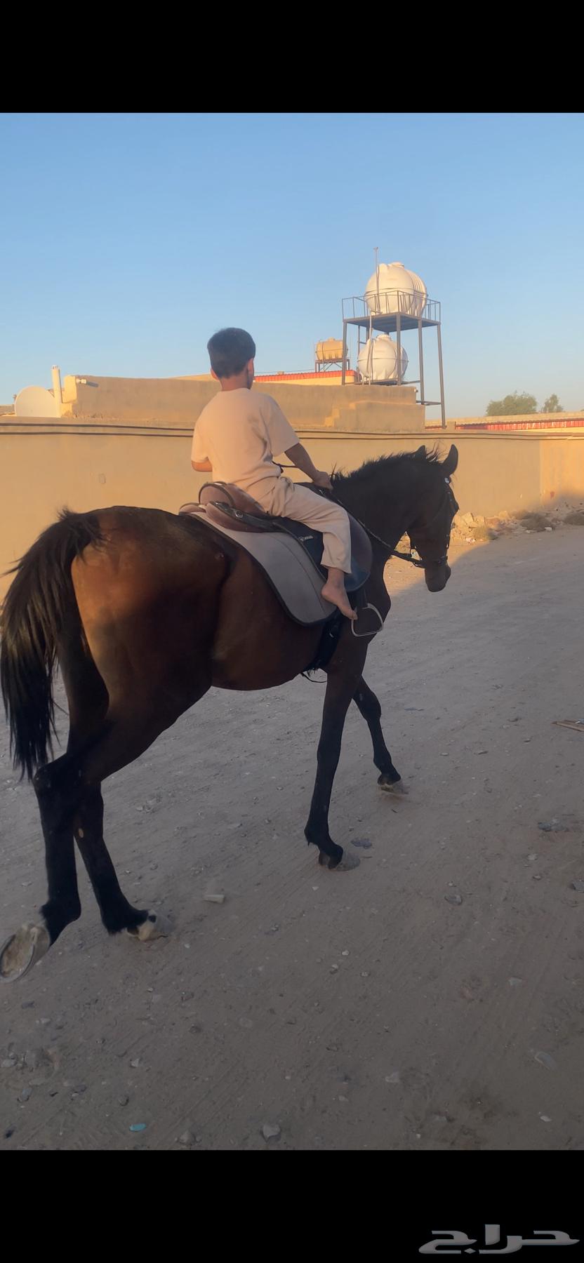 حصان شعبي64388743304449112