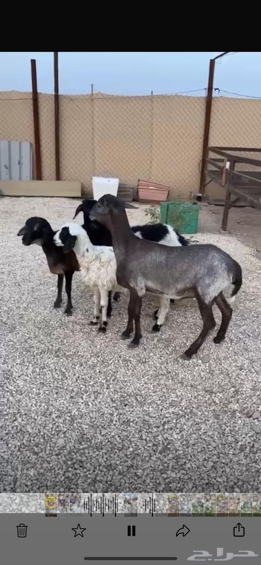 برابر على هجين64380957946370110